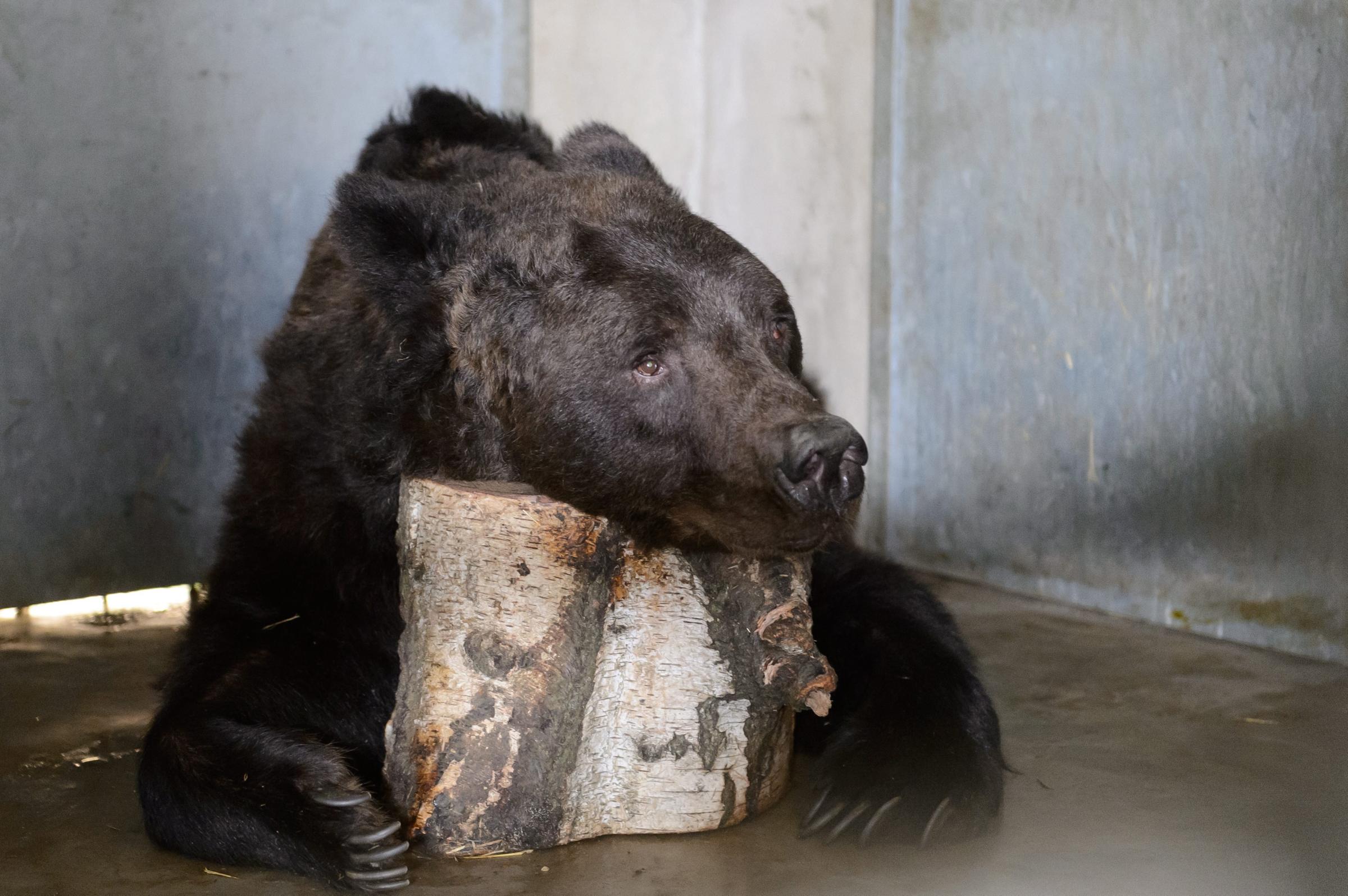 Misha, a brown bear waits for his first dental treatment in his enclosure at the Poznan Zoo in Poznan, Poland on Sept. 5, 2014.