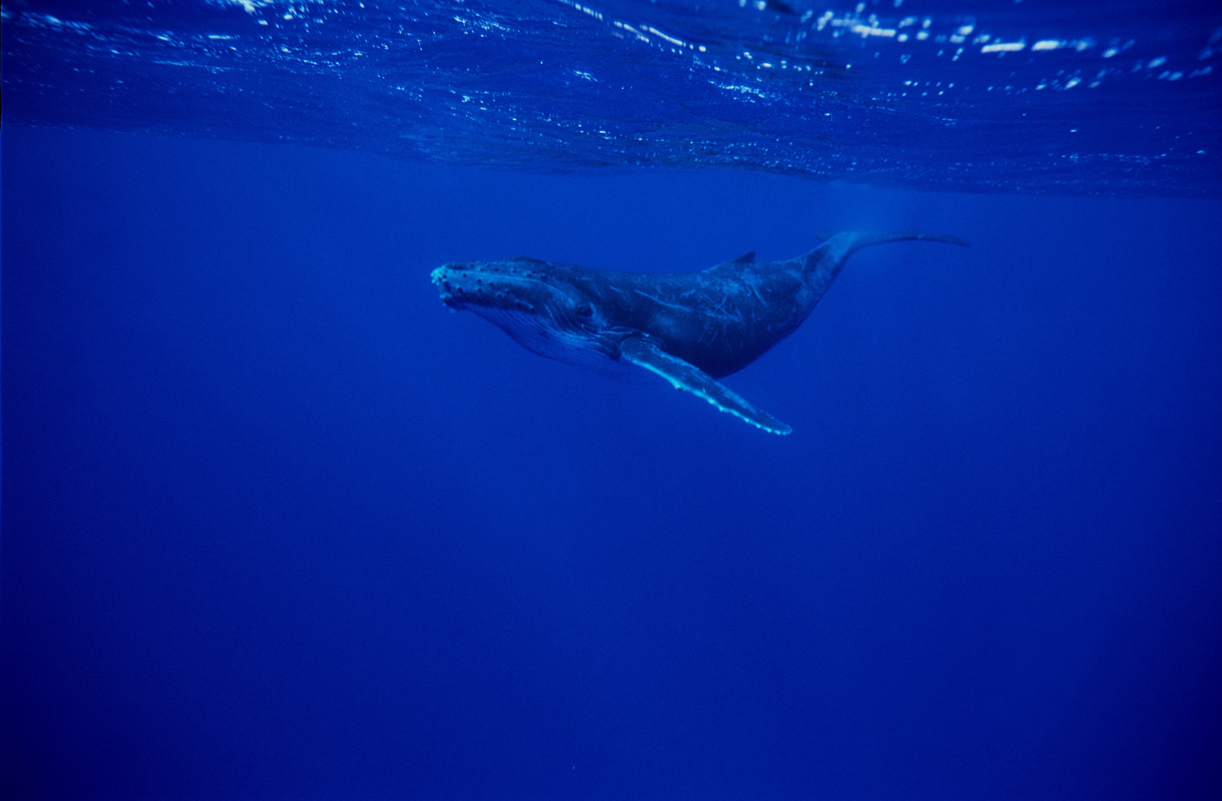 No snickering please: A humpback whale on the prowl