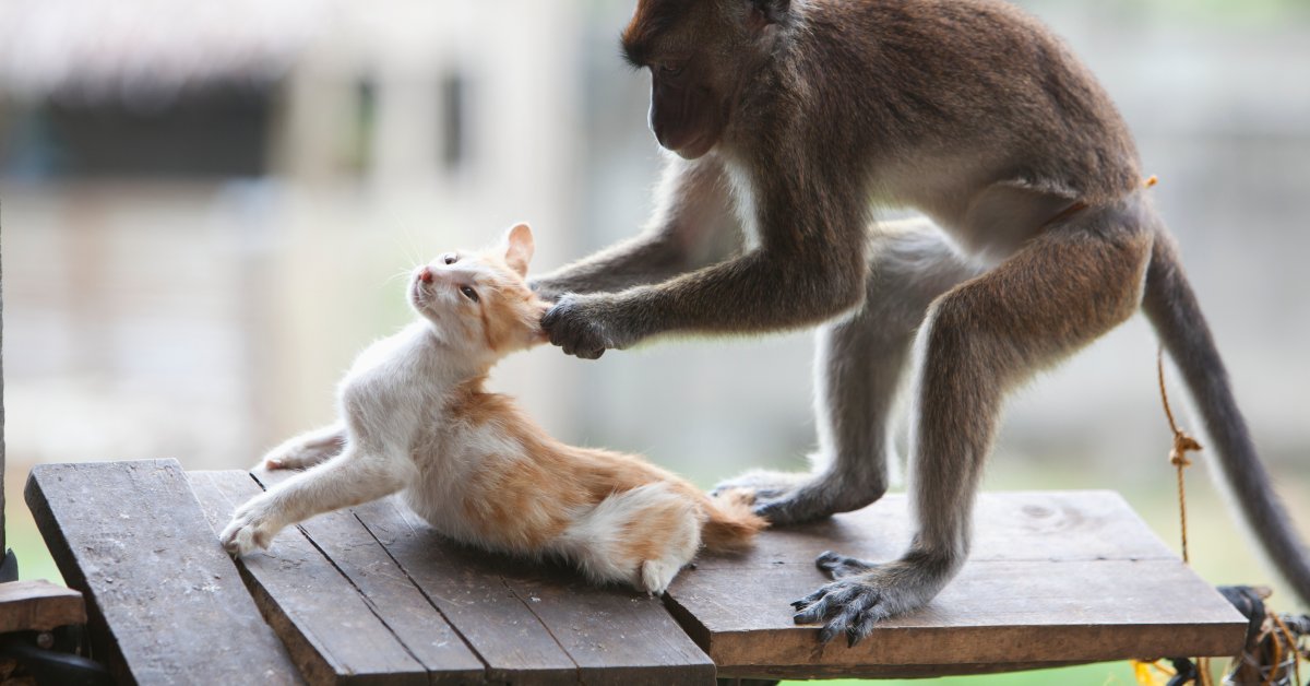 Viral Video: Monkey Disturbs Cat Trying to Nap | Time