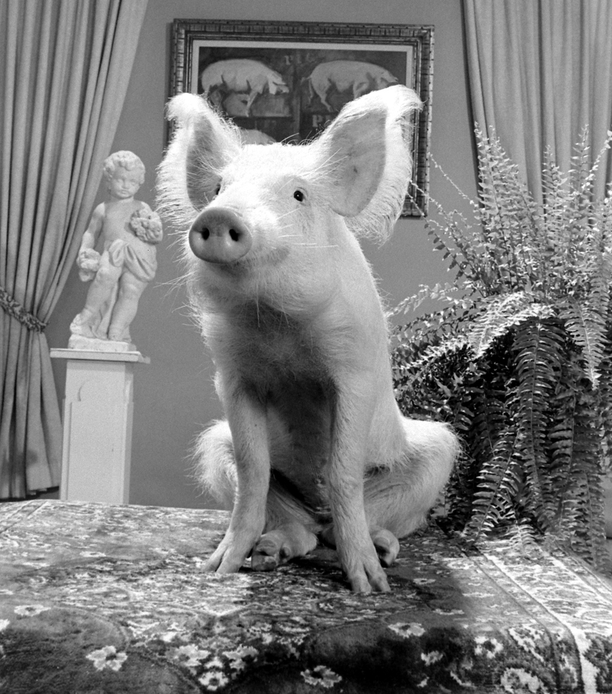 A pig that played Arnold on the TV show, "Green Acres," 1970.