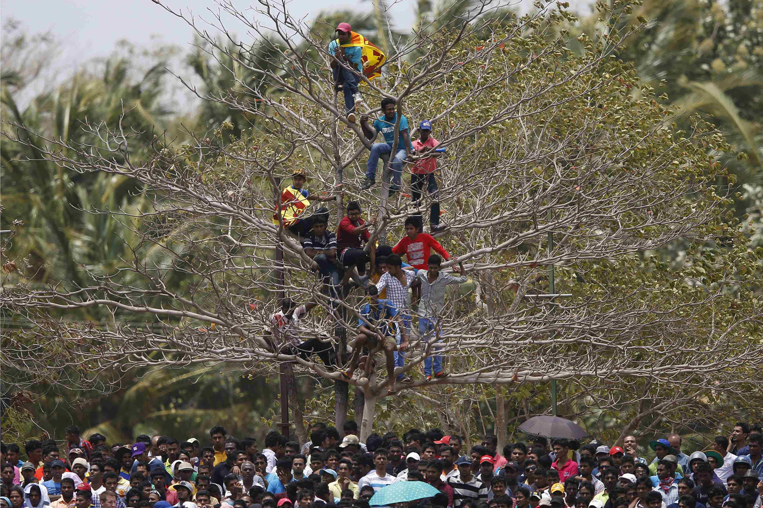 Sri Lanka's cricket fans watch the match from a tree during the final ODI cricket match between Pakistan and Sri Lanka in Dambulla
