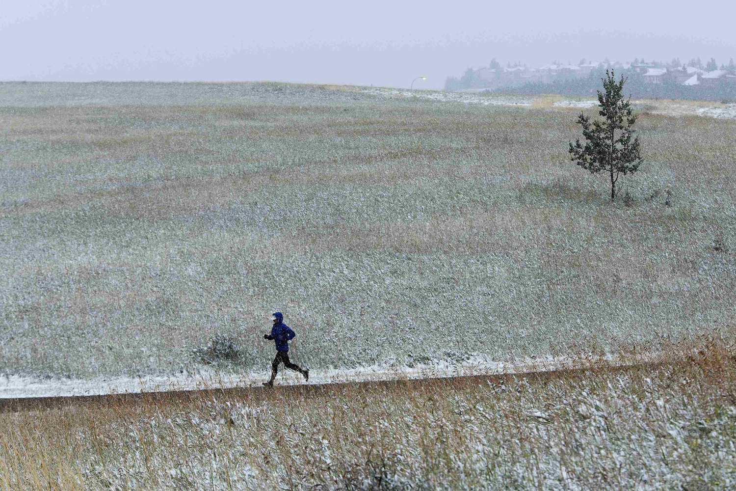 Sept. 8, 2014. A jogger runs through the snow at Nose Hill Park during an early year snow fall in Calgary, Alberta. The snow and unseasonably cold weather are supposed to last for two days, according to local media reports.