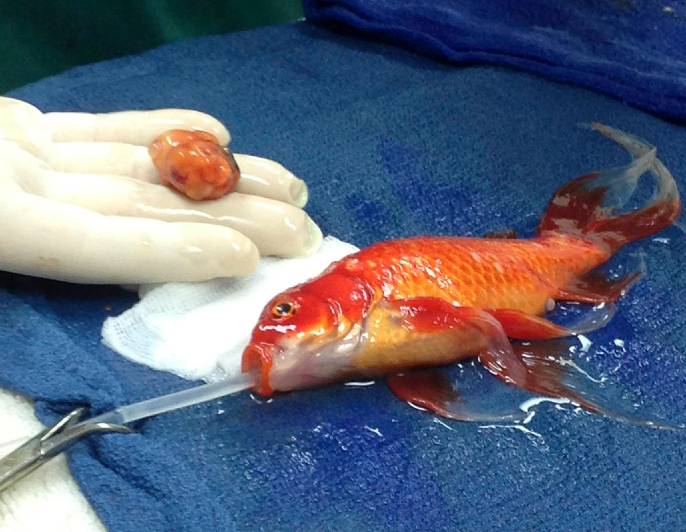 Veterinarian Tristan Rich removes a life-threatening head tumor from George, a 10-year-old pet goldfish, on Sept. 11, 2014.