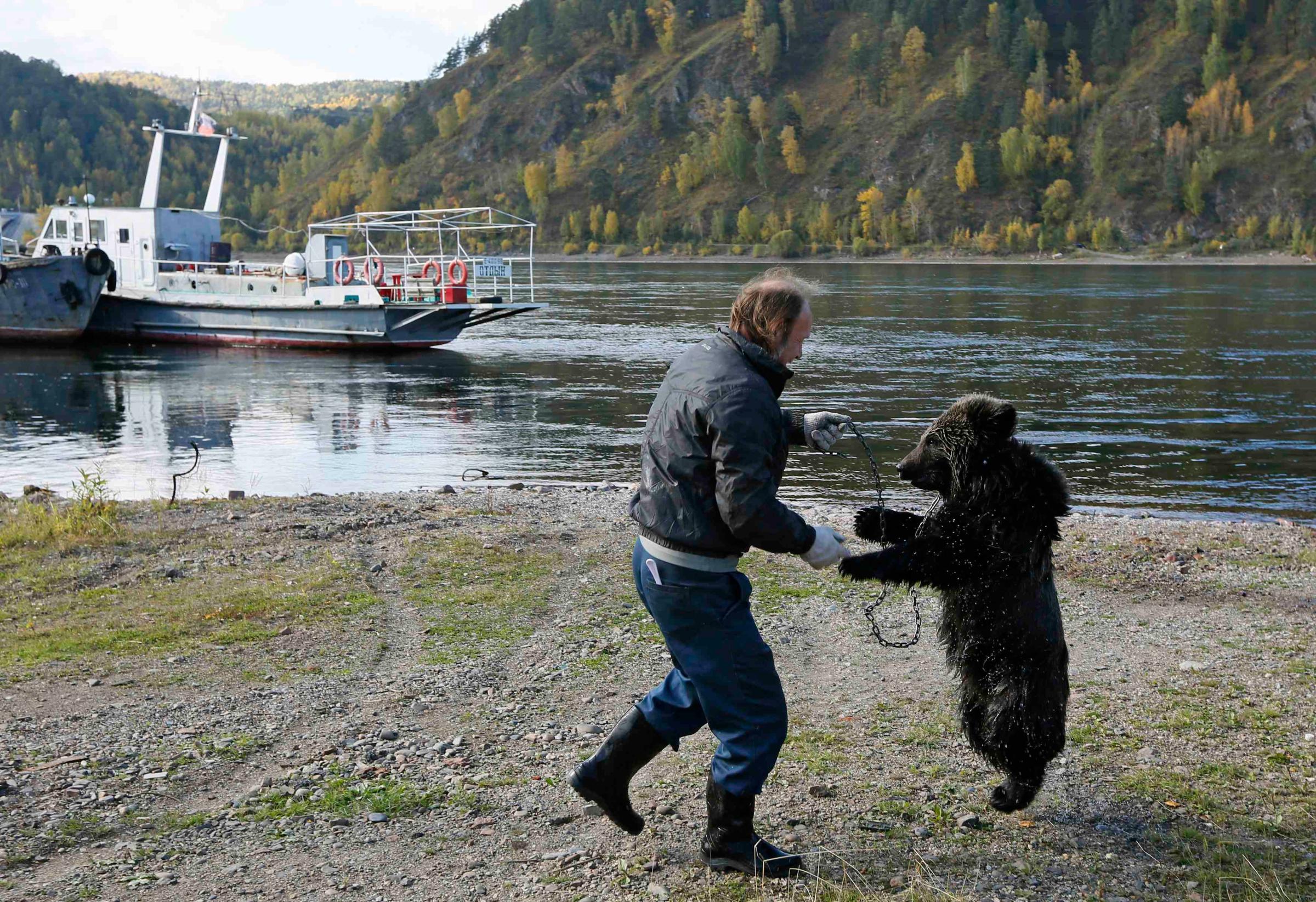 Alexander Kharatokin plays with a 9-month-old brown bear named Masha on the banks of the Yenisei River outside Krasnoyarsk, Siberia on Sept. 19, 2014.