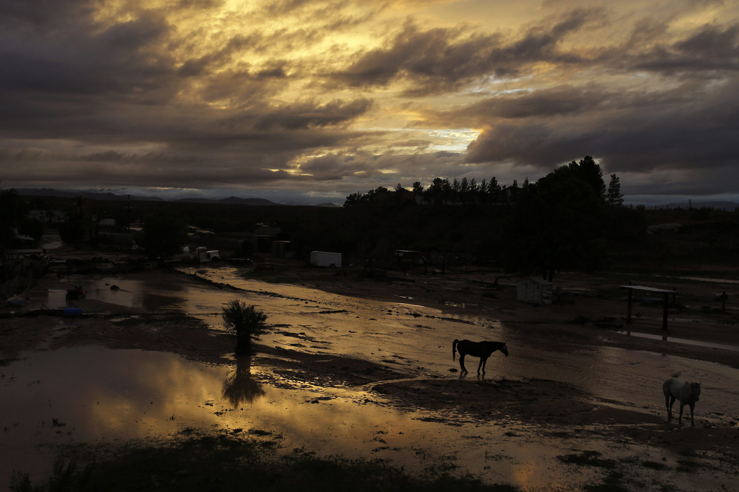 Sept. 8, 2014. Horses walk through flood water behind a home in Moapa, Nev. Flooding throughout the area damaged homes and roads.