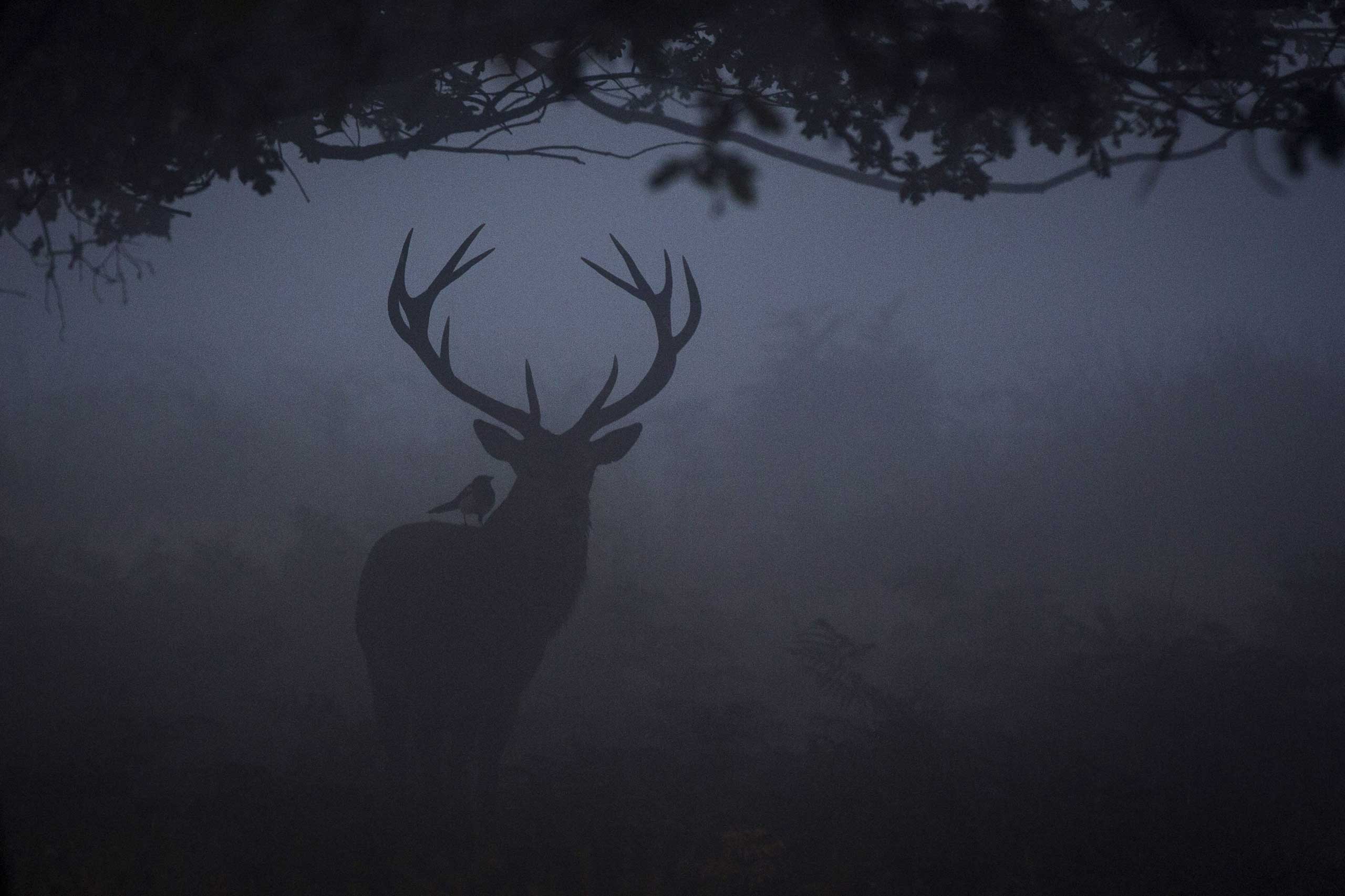 Sept. 23, 2014. A red deer is seen through the morning mist in Richmond Park  in London.