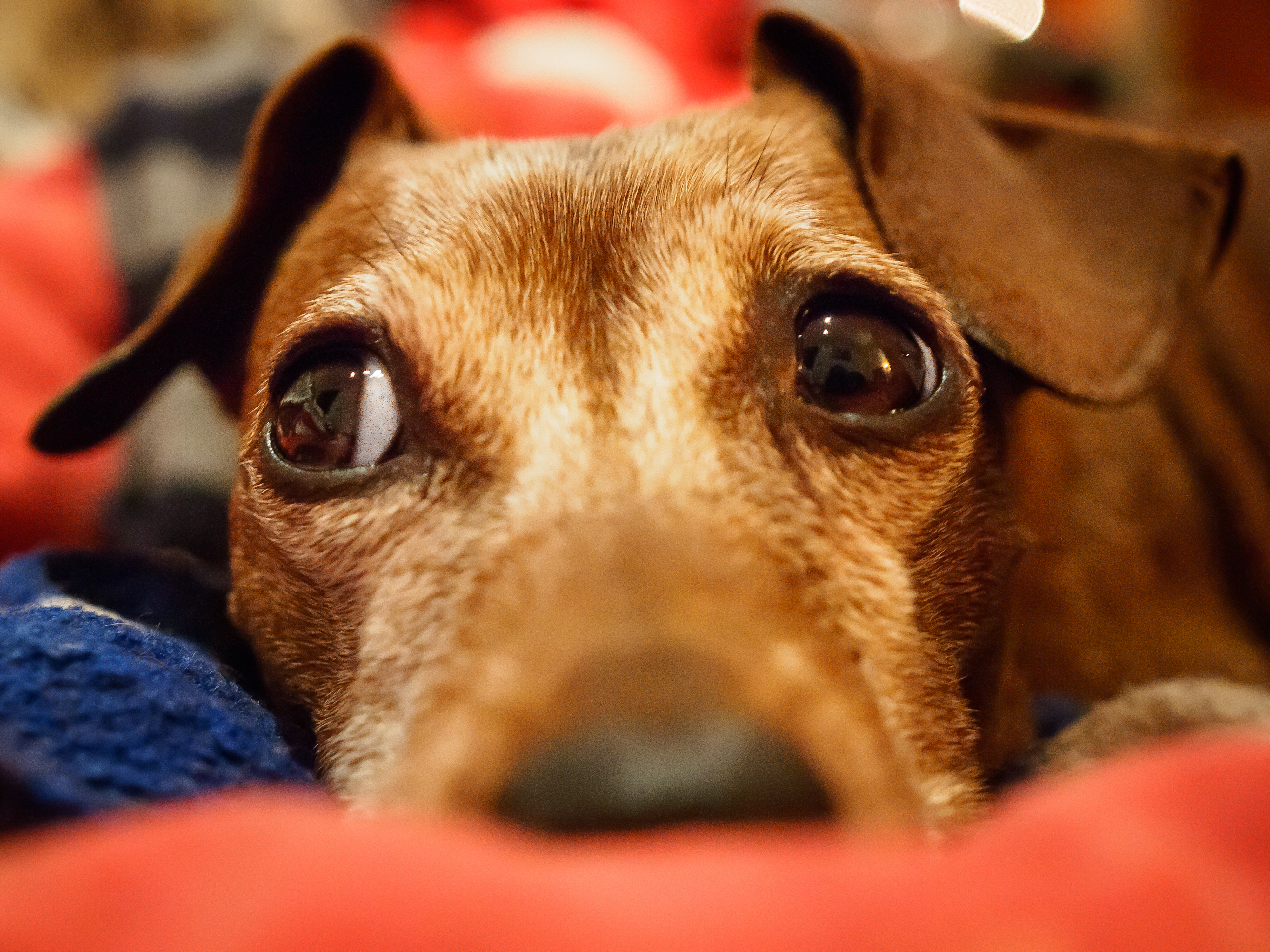 Dog Zwergpinscher (Simone Ciaralli—Getty Images/Flickr RF)