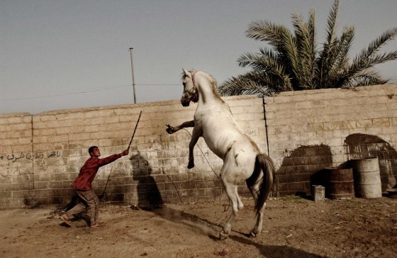Moises Saman, July 2004I took this photograph a year after the fall of Saddam Hussein. I was driving around the sprawling slum of Sadr City, formerly known as Saddam City, when in a back alley I noticed a young man trying to tame this majestic white horse. The scene was at once mesmerizing and jarring because the animal seemed so out of place. Looking back at this memory, the photo represents to me the opulence of Saddam's reign, and the struggles of the Iraqi people to regain a sense of control with what remained from the former regime.