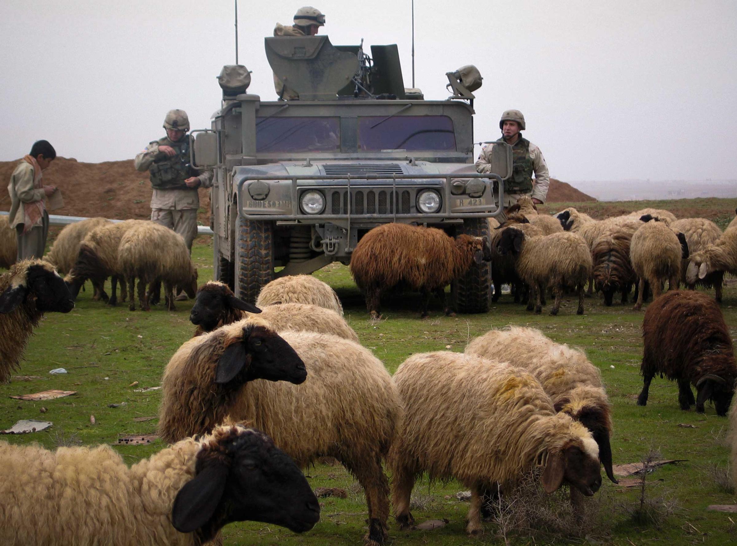 U.S. ARMY TROOPS ARE SURROUNDED BY SHEEP WHILE WATCHING RURAL AREA IN NORTHERN IRAQ.