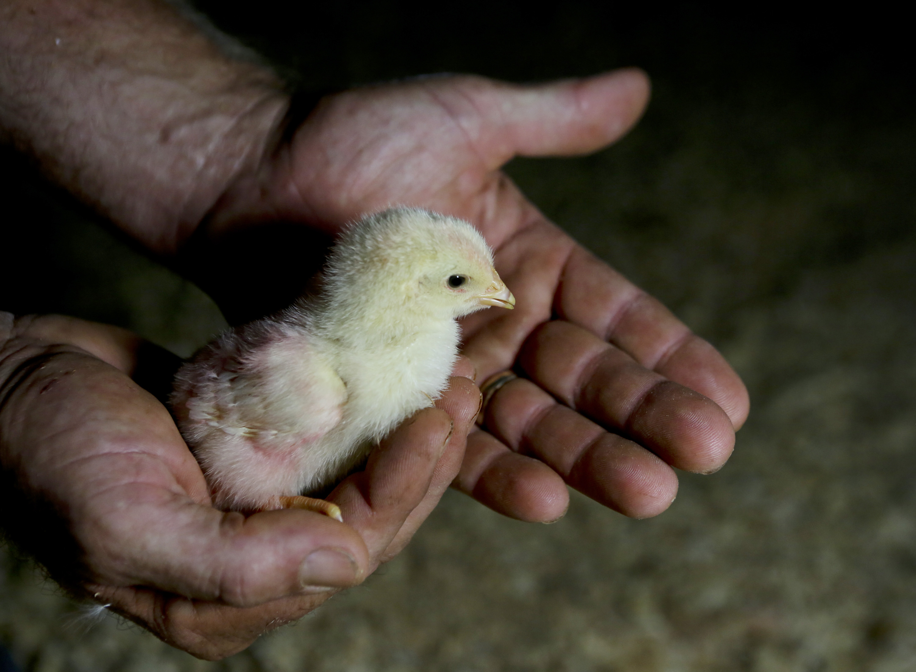 In this Aug. 21, 2014 photo Robert Mills holds a four-day old chicken in Pittsylvania County, Va. (Stephanie Klein-Davis—AP)