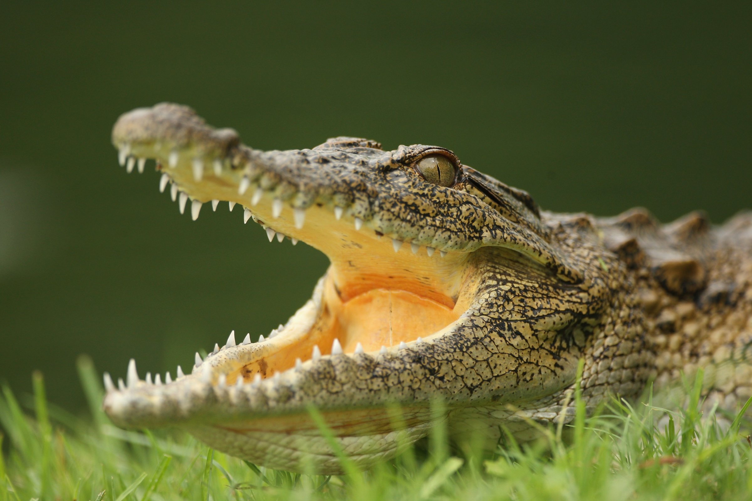 A crocodile lies in wait by the 13th green during practice before the Alfred Dunhill Championship at Leopard Creek Country Club on December 9, 2008 in Malelane, South Africa. (Photo by Warren Little/Getty Images)