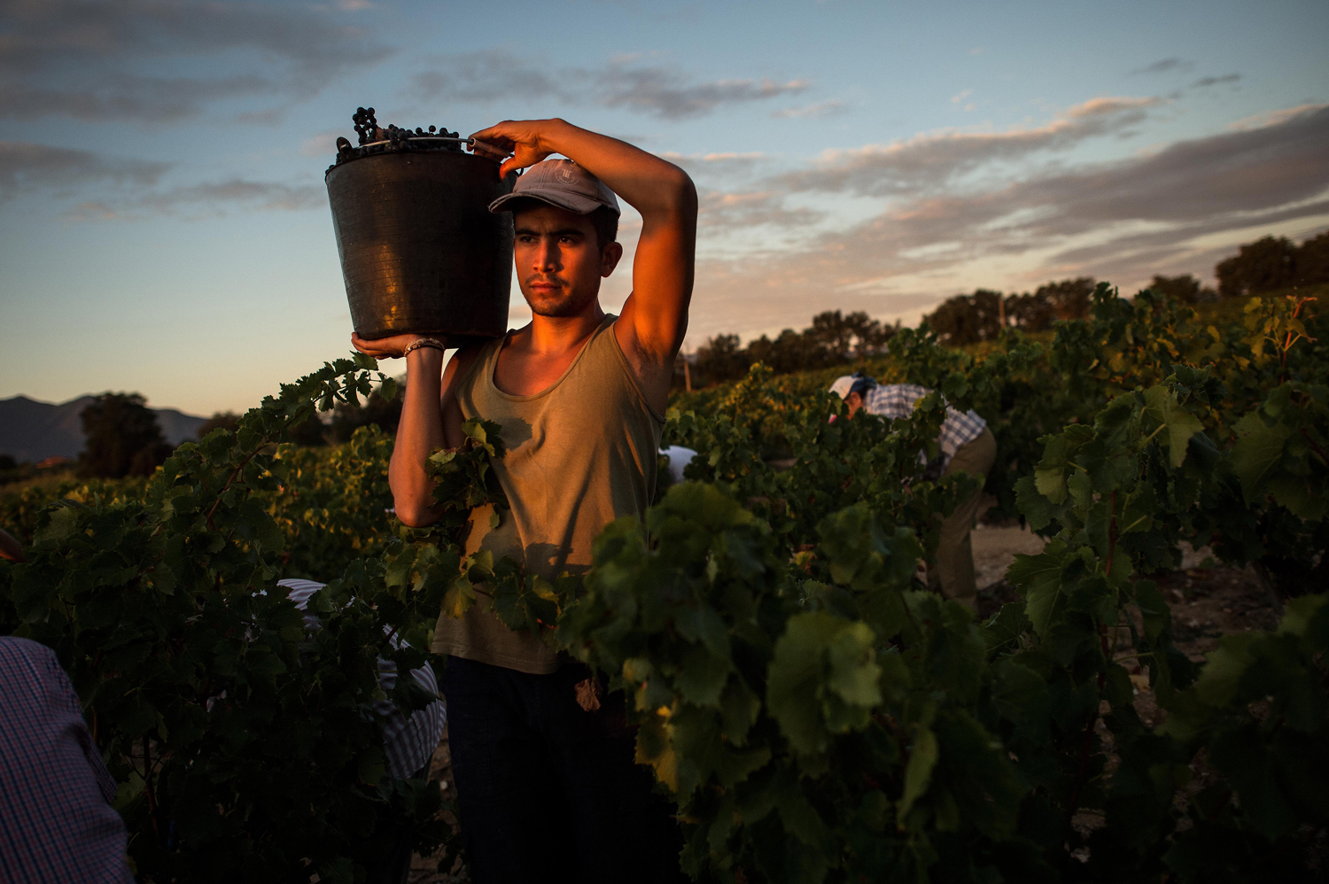 Antonio Garcia, 26, carries a bucket full of clusters of grapes at a wineyard of Chateau Planeres on Aug. 28, 2014 in Perpignan, France.