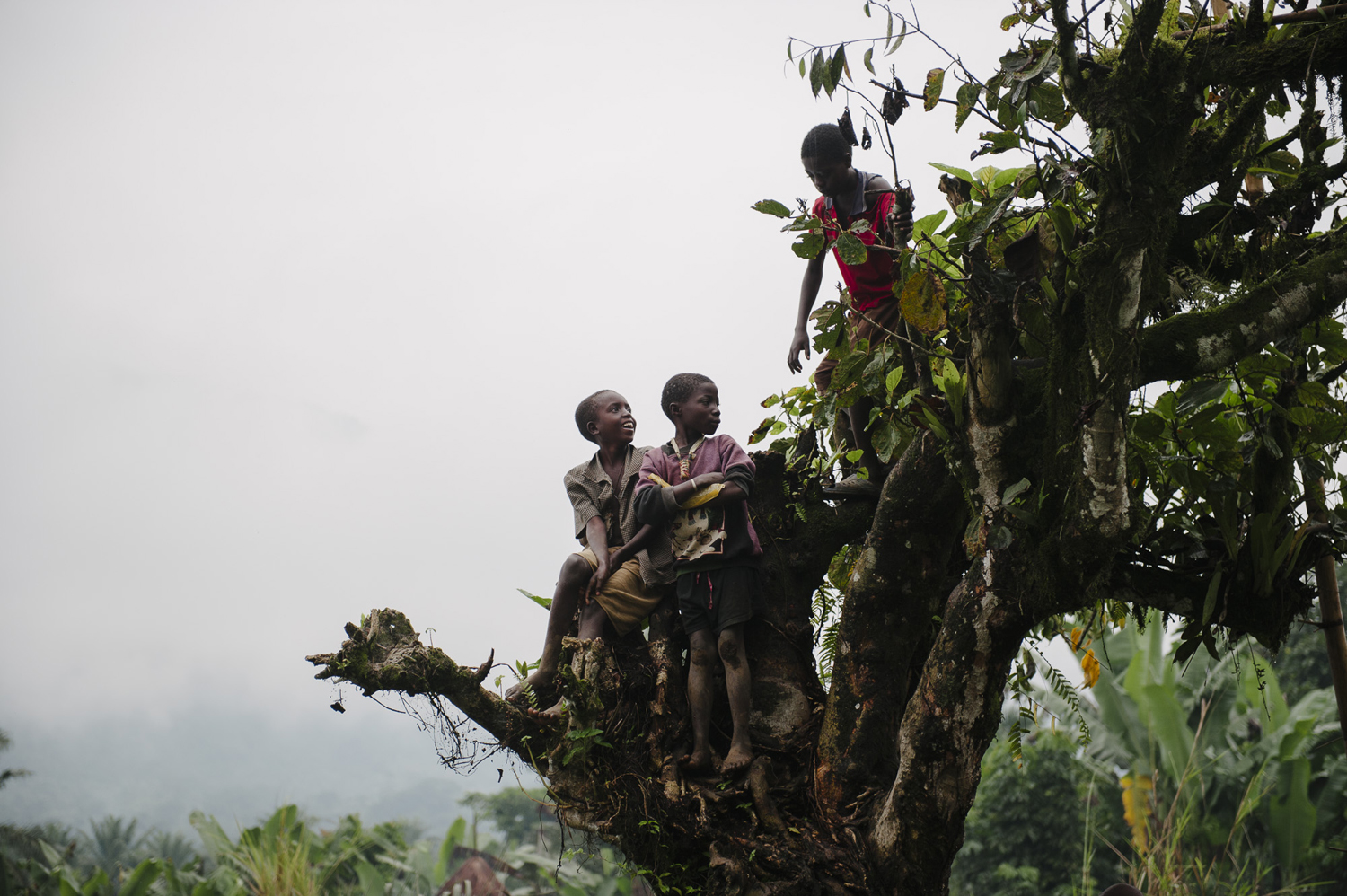 Children sit on the branches of a tree in the village of Kishee. Aug 12, 2014.