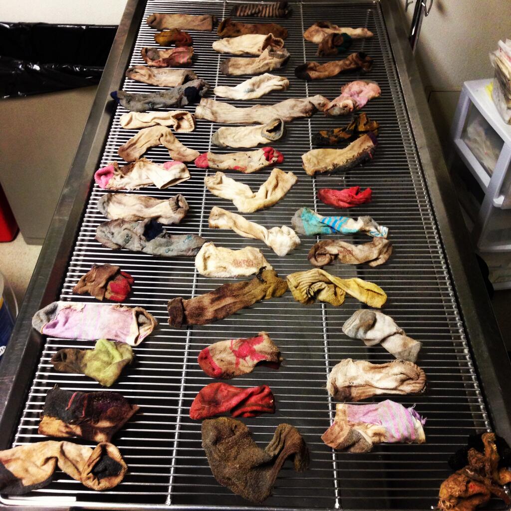 This Feb. 2014 photo provided by DoveLewis Emergency Animal Hospital shows socks that were removed from a dogs stomach in Portland, Ore. (DoveLewis Emergency Animal Hospital/Associated Press)