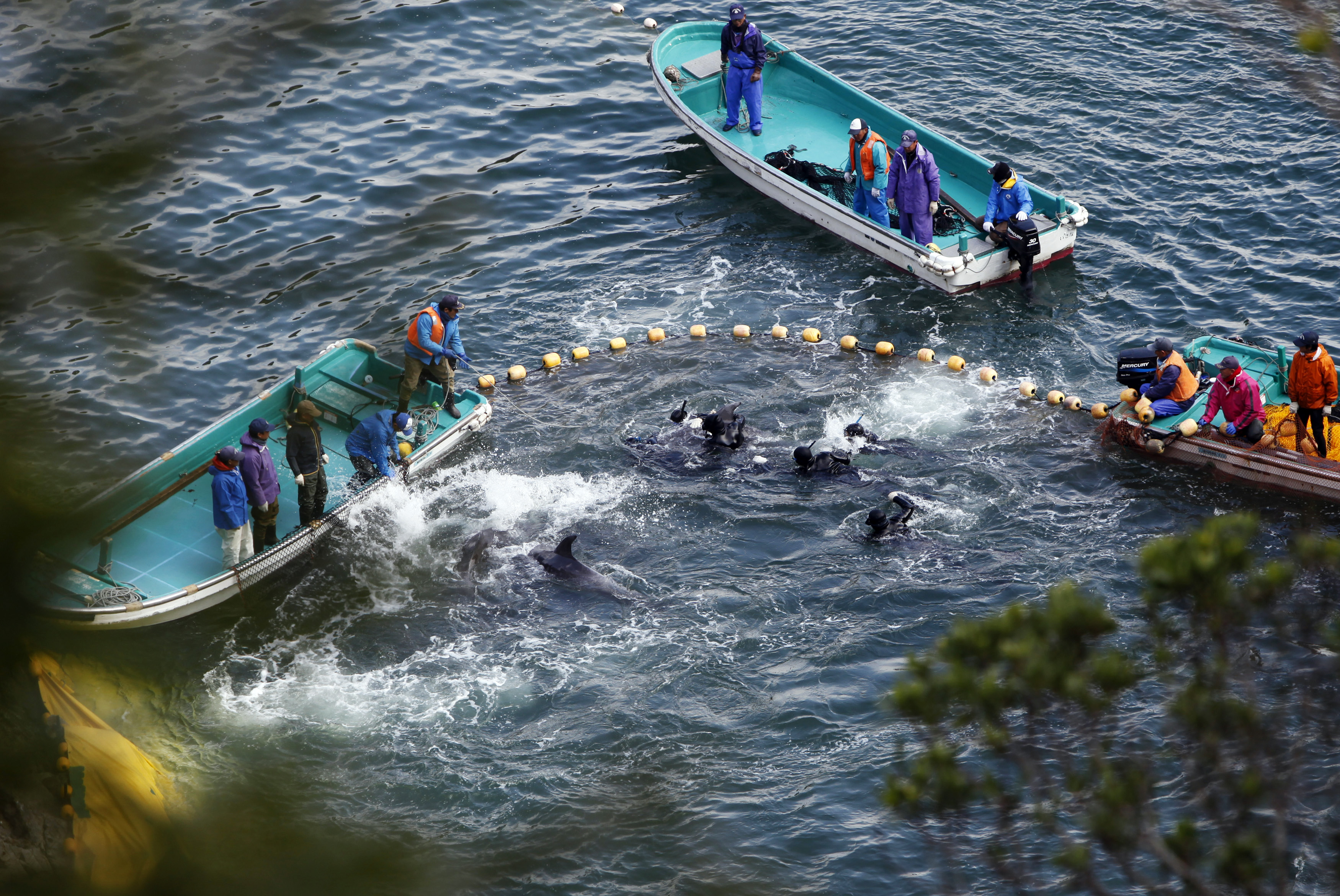 Fishermen in wetsuits hunt dolphins at a cove in Taiji