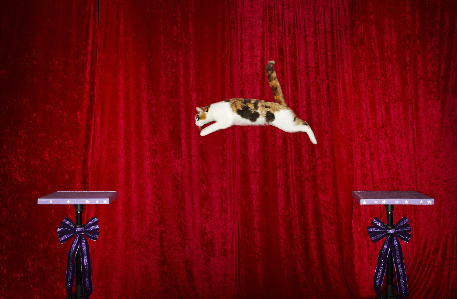 Alley, a cat, of the United States secured her place in the 2015 Guinness World Records book for the longest jump by a cat record, at six feet (1.83 metres).