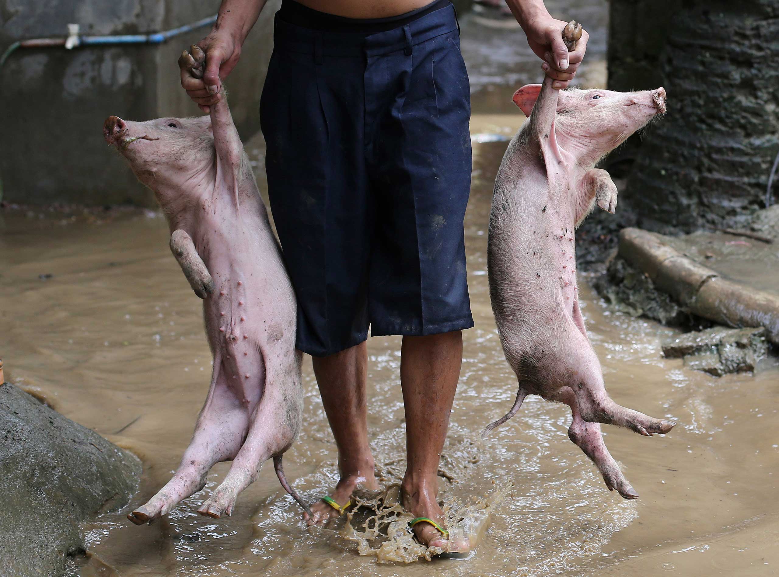 Sept. 15, 2014. Piglets are carried over floodwaters in suburban San Mateo, Philippines.