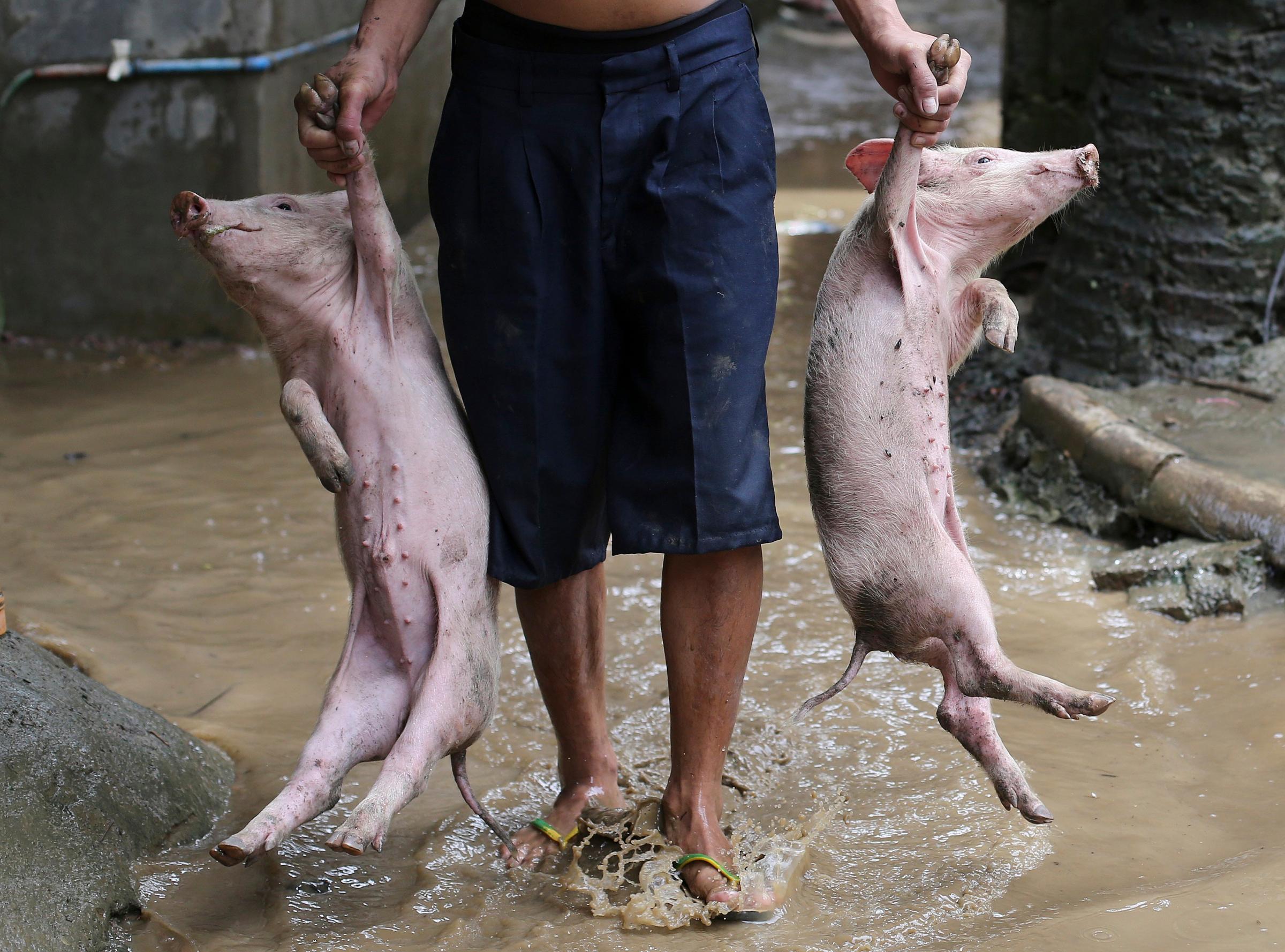Piglets are carried over floodwaters by a resident as they return to their home after fleeing earlier due to a swollen river in suburban San Mateo, Rizal province, Philippines on Sept. 15, 2014.