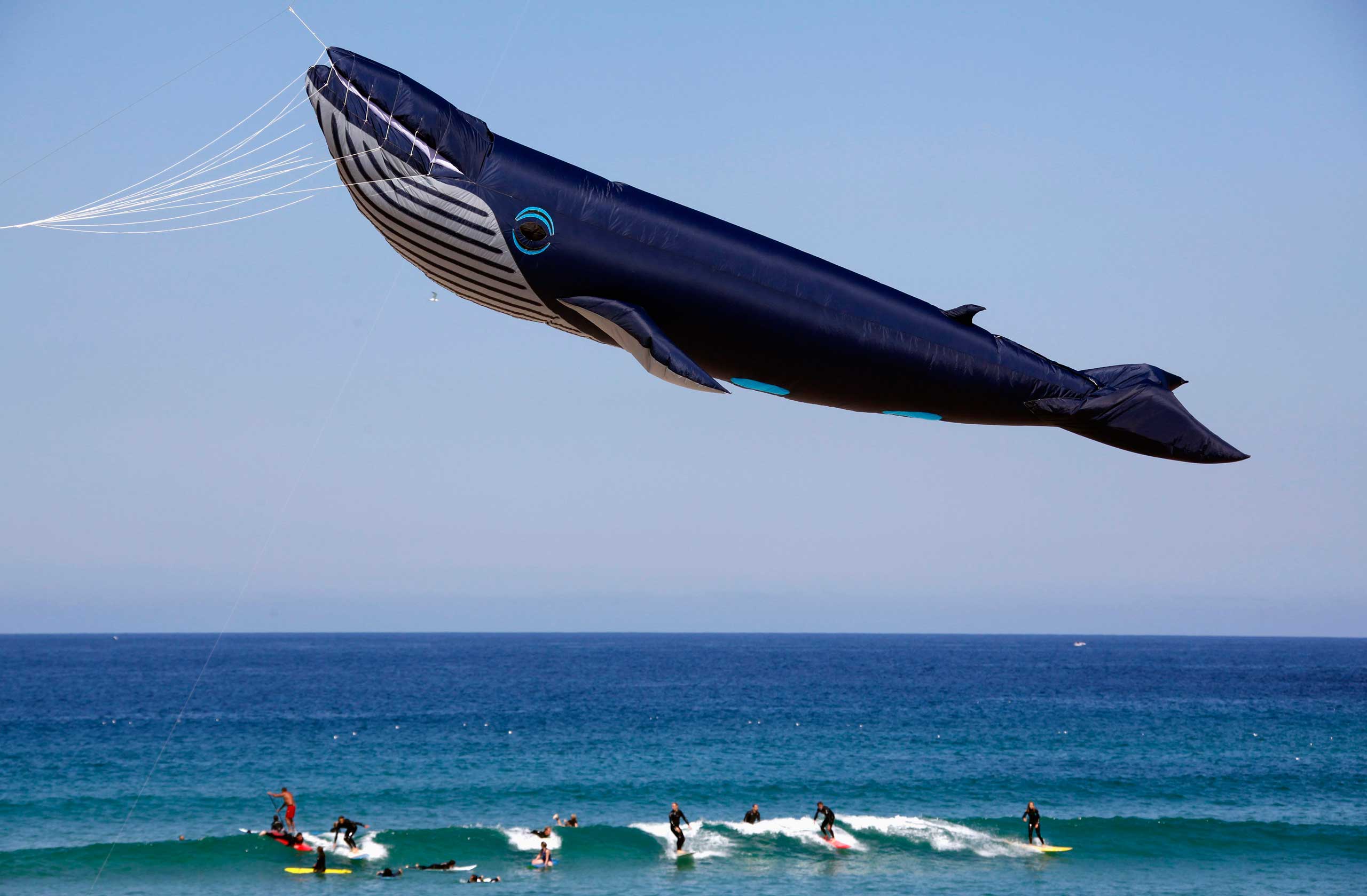 Surfers ride a wave as a whale-shaped kite flies above them during the annual Festival of the Winds at Sydney's Bondi Beach on Sept. 14, 2014.