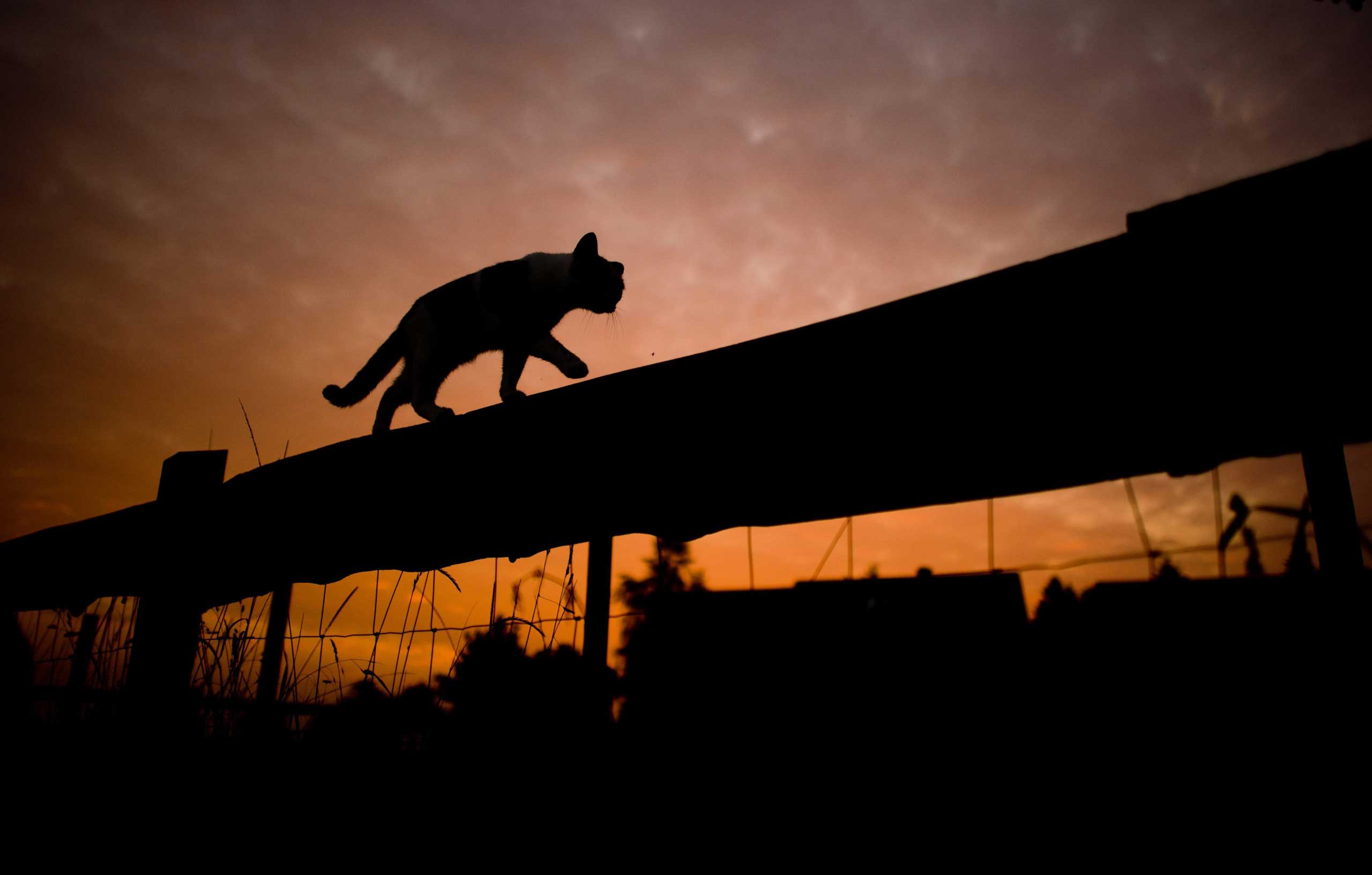 The silhouette of a cat walking on top of a fence stands out against the sky during sunrise near Sehnde, Germany on Sept. 16, 2014.
