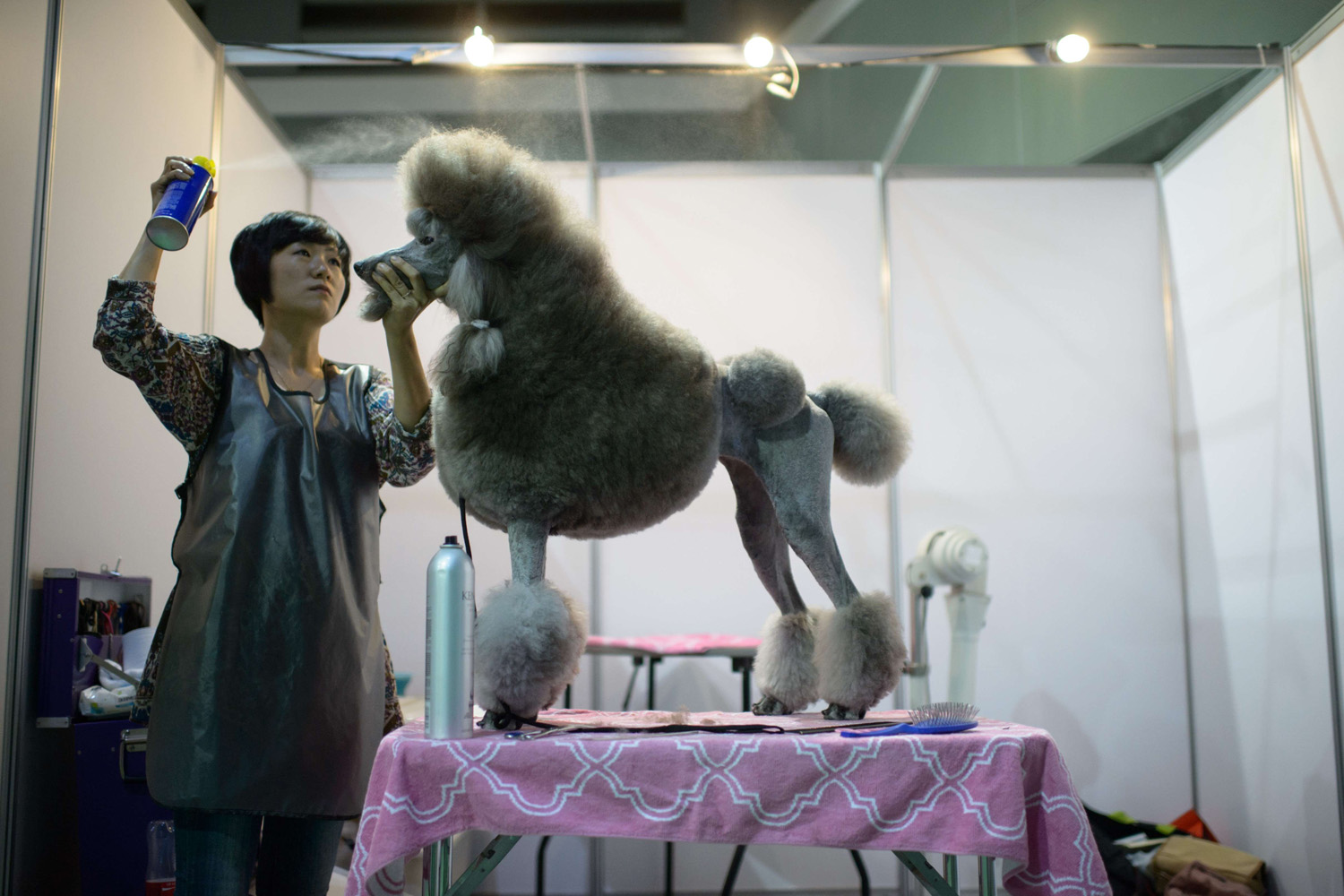 A dog owner sprays hairspray on her poodle backstage at a dog show in Seoul on Aug. 30, 2014.