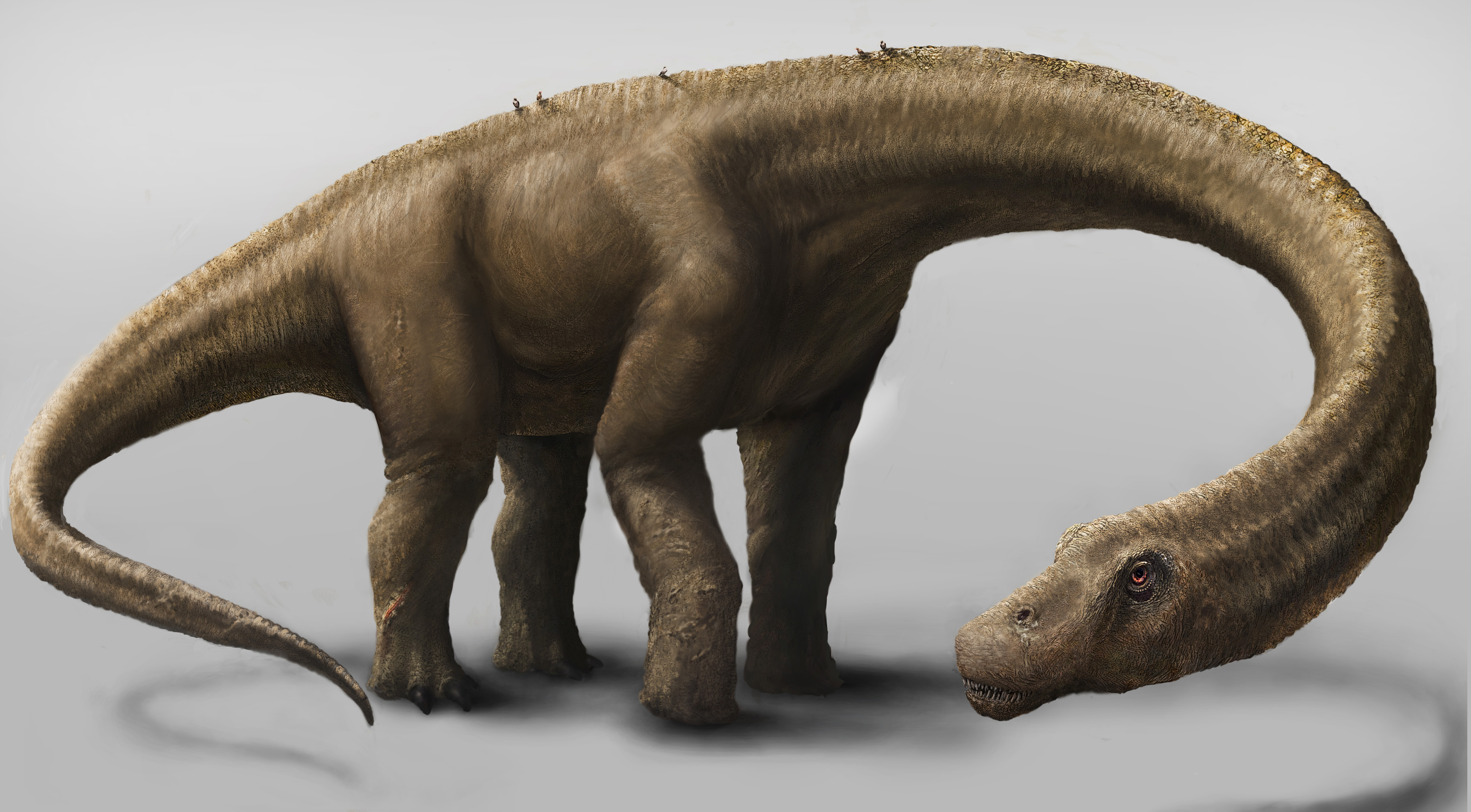 This undated artist rendering provided by the Carnegie Museum of Natural History shows the Dreadnoughtus. (Mark A. Klingler—Associated Press)