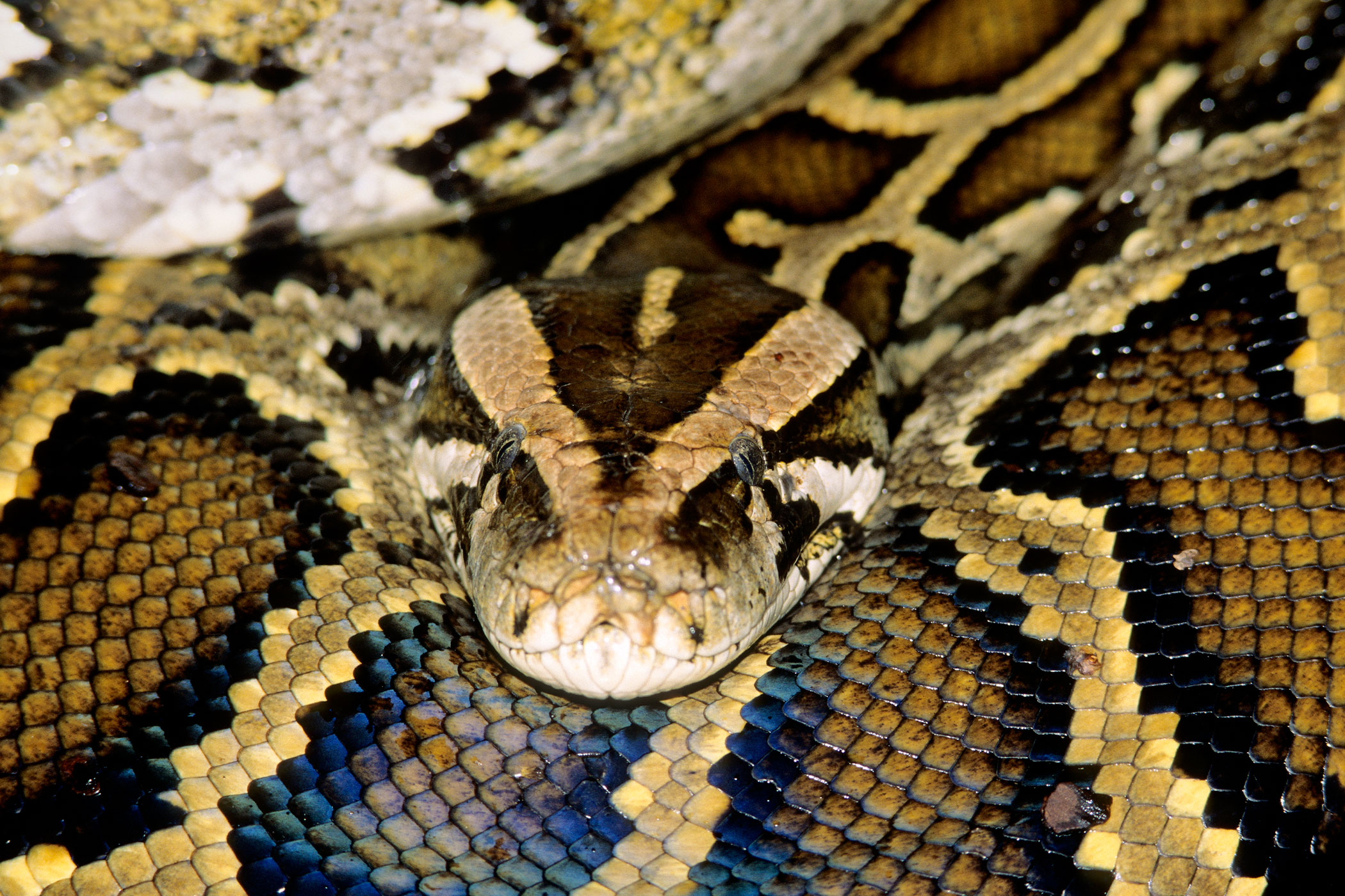 The snake craze that caught on among American pet owners in the mid-1990s grew out of control — literally — when python owners began releasing the 20-ft. (6 m) creatures into the wild once they became too big for their tanks. Unlike many domesticated animals who can't survive in the wild, the pythons have thrived and multiplied, particularly in the Everglades where they have become a scary nuisance, posing a potential threat to humans and feeding on native endangered species such as Key Largo wood rats, round-tailed muskrats and even alligators.
