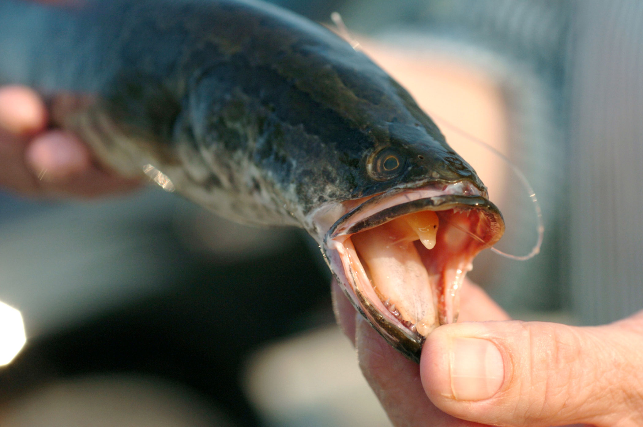 The northern snakehead fish has teeth like a shark and the ability to walk on land. The carnivorous fish hails from Asia but in 2002 it appeared in a small Maryland town, where it promptly obliterated wildlife in the local pond.  Fishzilla  has been spotted everywhere from New York to California.
