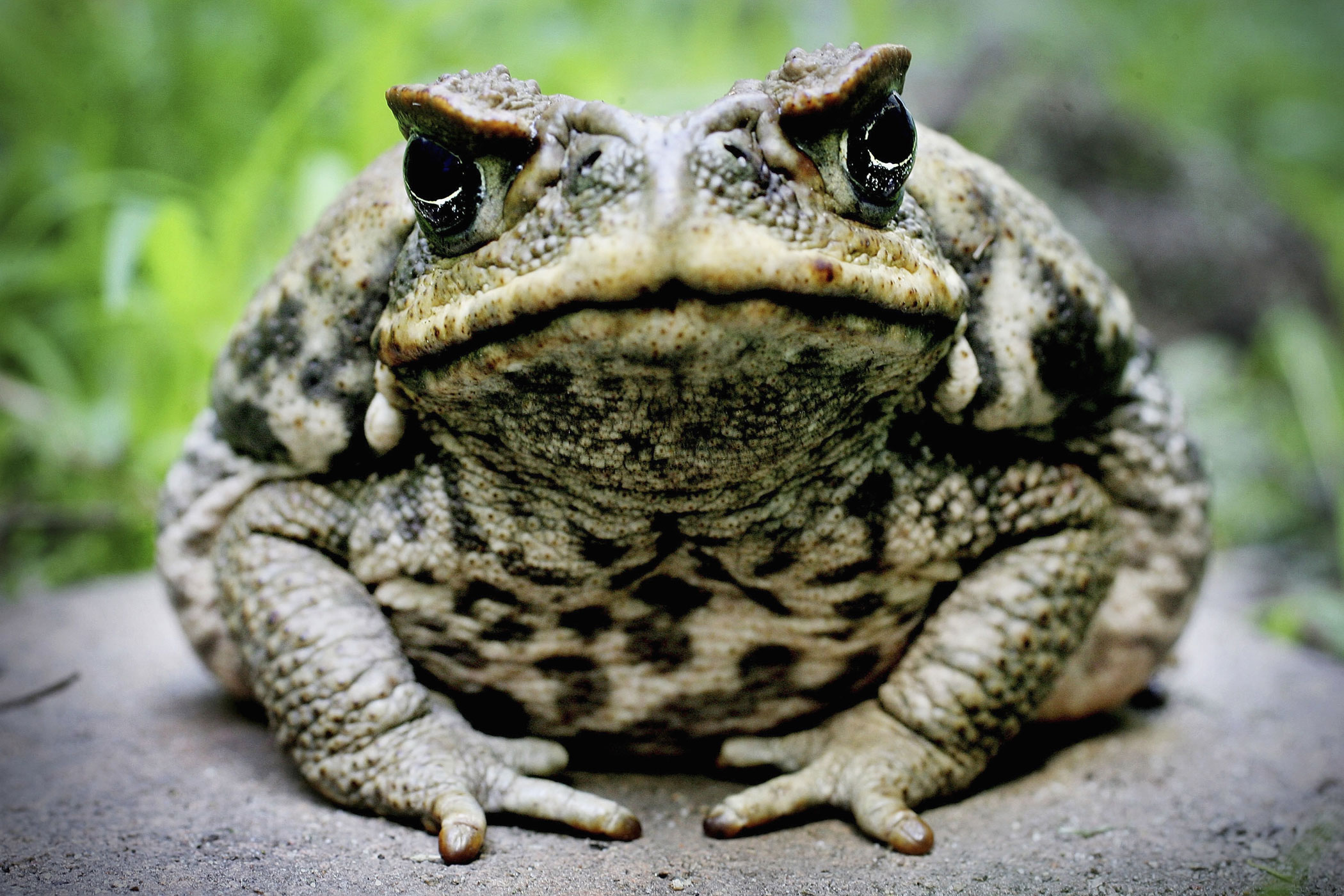 Originally introduced to control pests, the cane toad has become a pest of its own. Native to Central America, the toads were brought to Australia in 1935 in an attempt to control the cane beetle population in sugar plantations. Ultimately there was no evidence they killed a single beetle. Instead, the toads took over. Cane toads have few natural enemies outside of Central America, and when other animals try to eat them, sacs that run down their sides secrete a poison that kills predators in minutes.