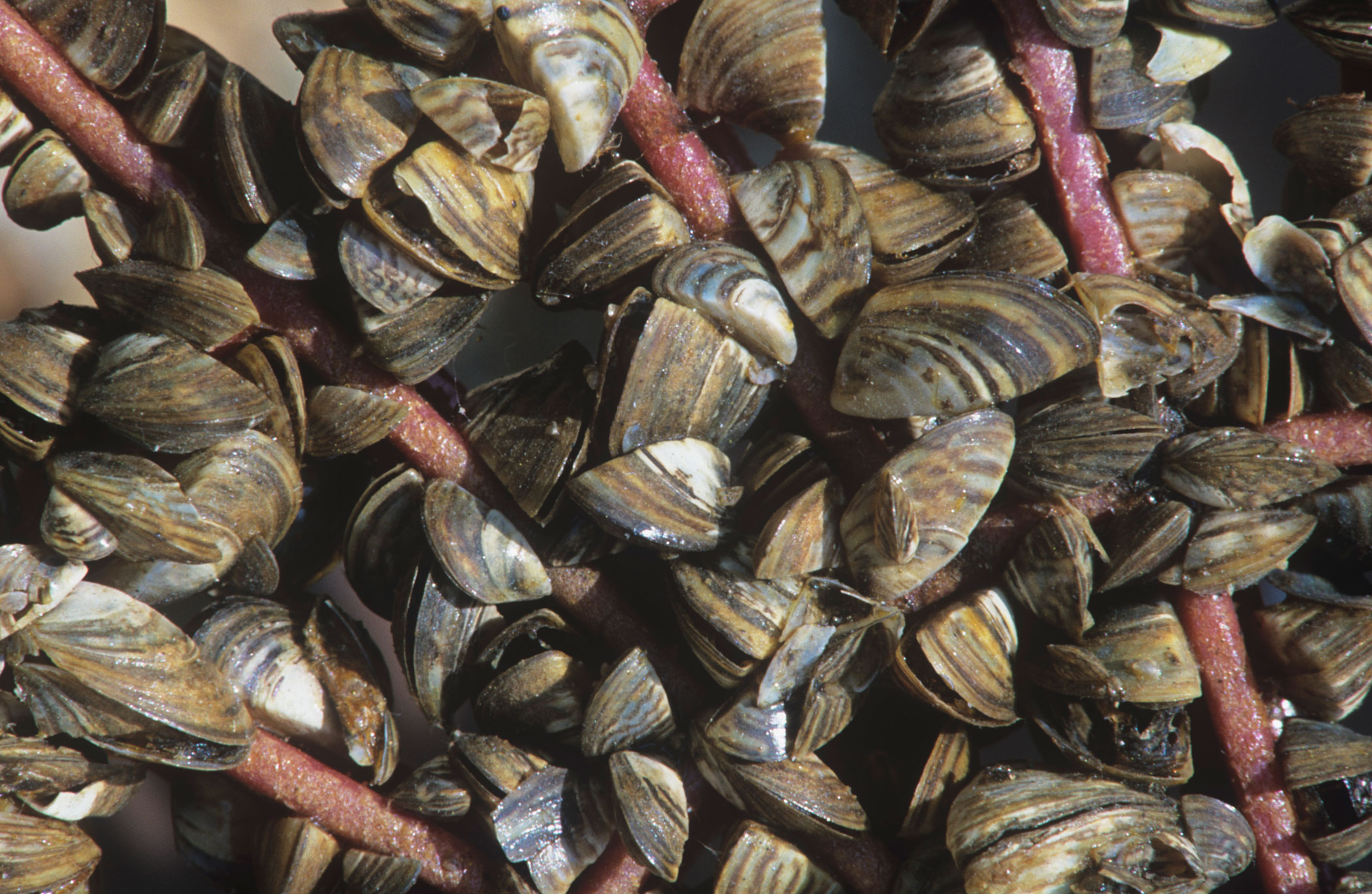 Though mussels are considered one of the great delicacies of the seafood world, a particular variety of the crustacean has left a bitter ecological aftertaste. Zebra mussels, an invasive species native to the Caspian Sea are thought to have hitched a ride to the midwestern Great Lakes in the late 1980s by clinging to the hulls of U.S.–bound European vessels. The unwelcome visitors, that have since spread east to New England, are known to feed on the phytoplankton that nourishes the filter feeders which support the diets of larger fish— effectively starving other species unfortunate enough to live alongside them.
