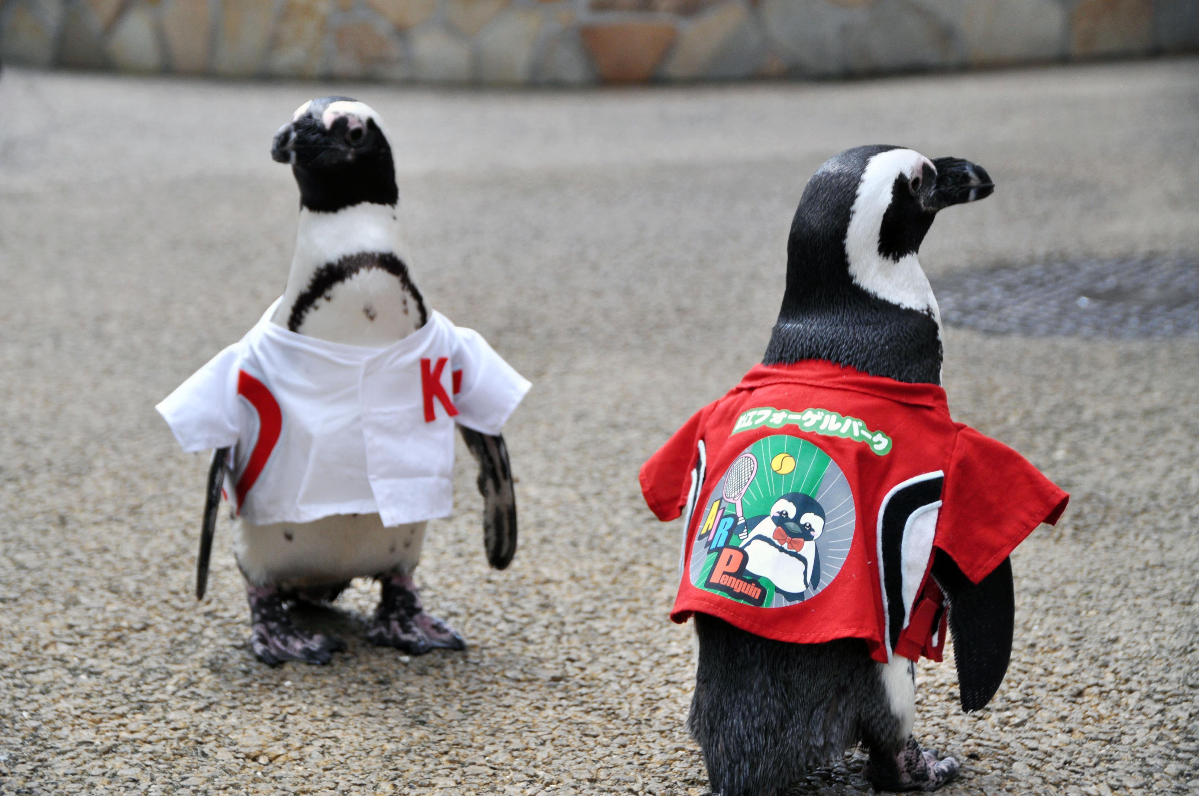 MATSUE, Japan - Penguins in Matsue Vogel Park walk in costumes featuring Air K, the nickname for a leaping forehand shot of tennis player Kei Nishikori, ahead of his U.S. Open final in New York, Matsue, Japan, Sept. 8, 2014.