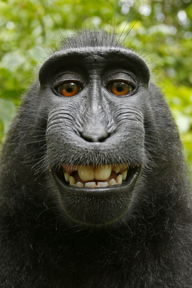 A monkey takes a selfie with British photographer David Slater's camera. Indonesia, 2011.