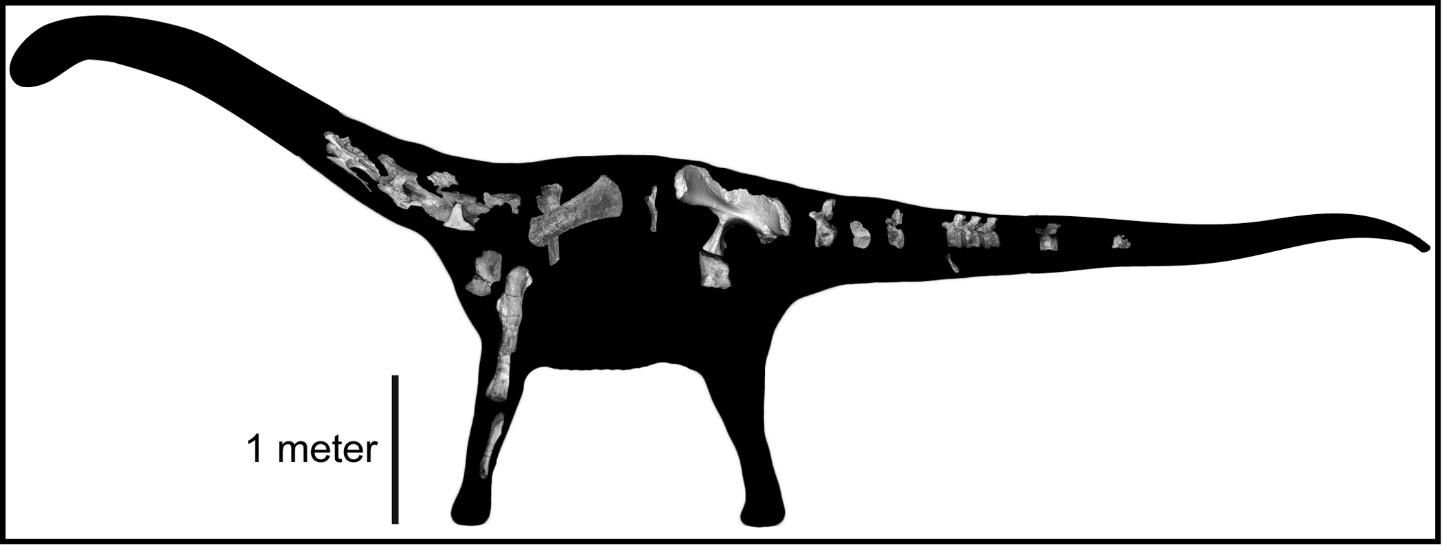 A silhouette of Rukwatitan showing the recovered skeleton and general shape of the titanosaurian.