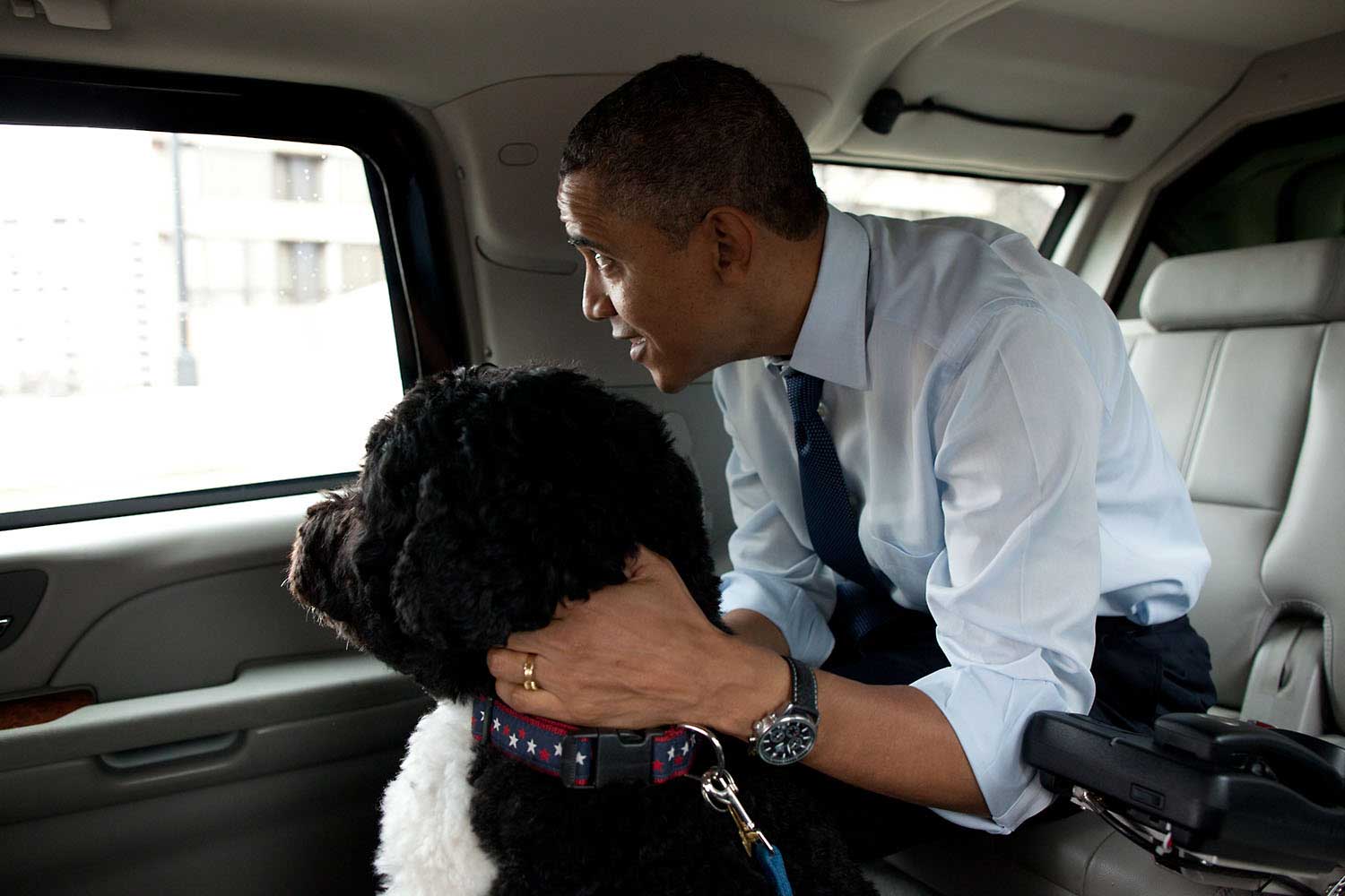 "The President and Bo, the Obama family dog, ride in the presidential motorcade en route to PetSmart in Alexandria, Va. The President bought Bo some Christmas gifts at the pet store then walked nearby to Best Buy to purchase gifts for his daughters, Dec. 21, 2011."