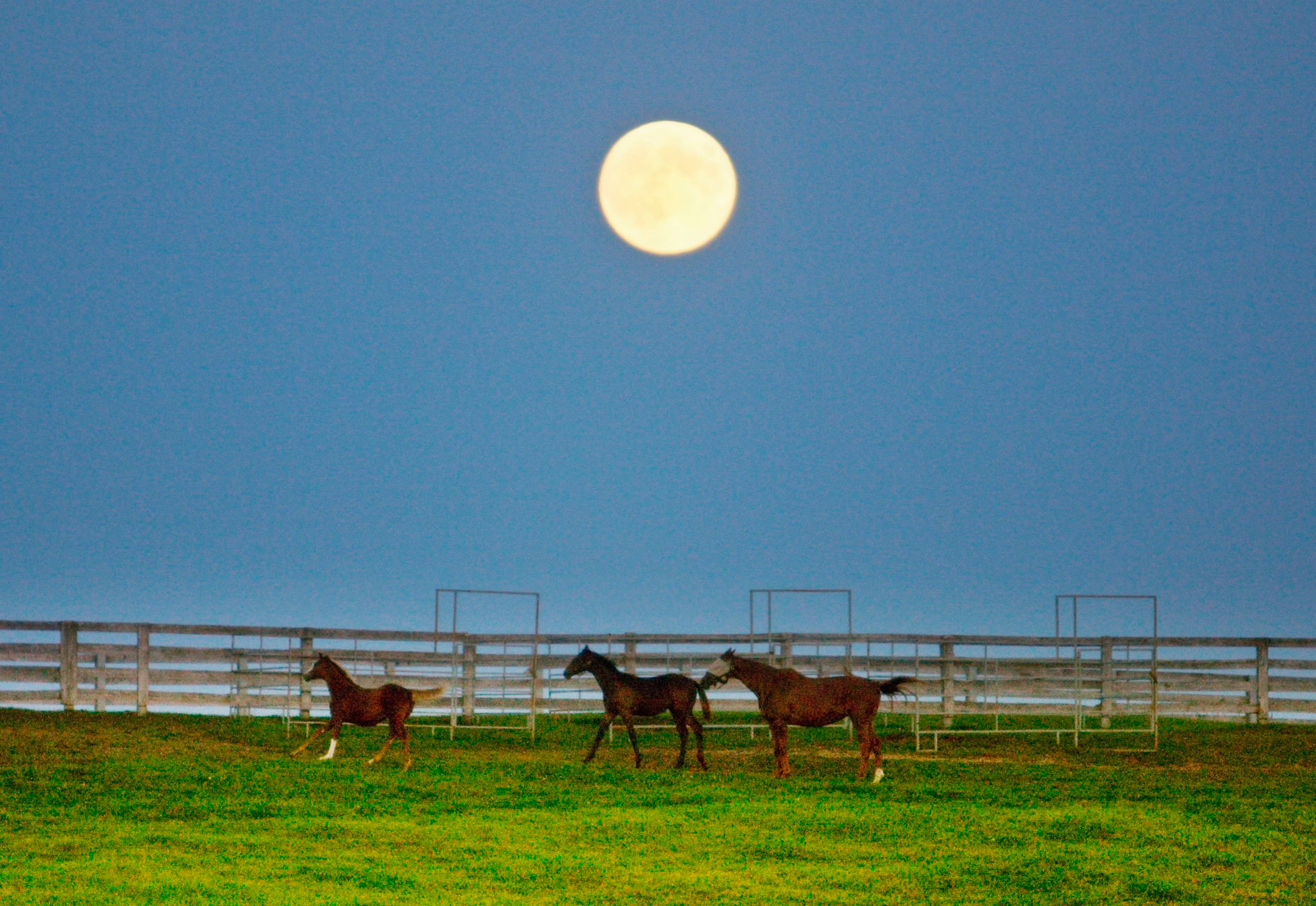 The harvest supermoon rises over a horse pasture in Halton Hills, Ontario on Sept. 8, 2014.