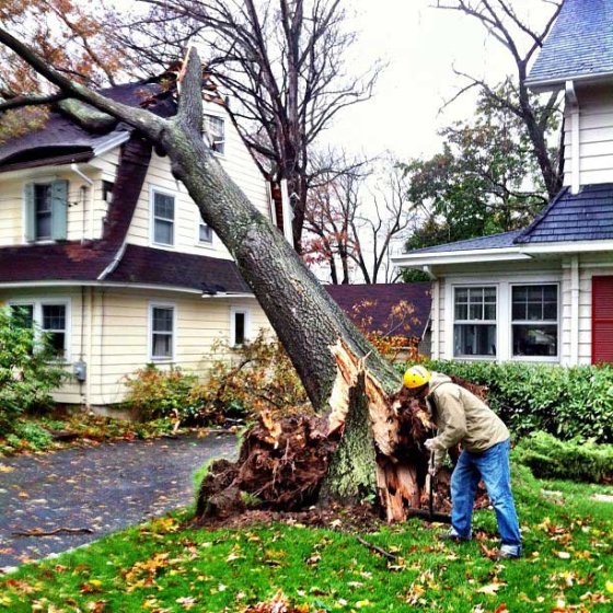 Uprooted trees in Montclair, N.J, the morning after Sandy made landfall
