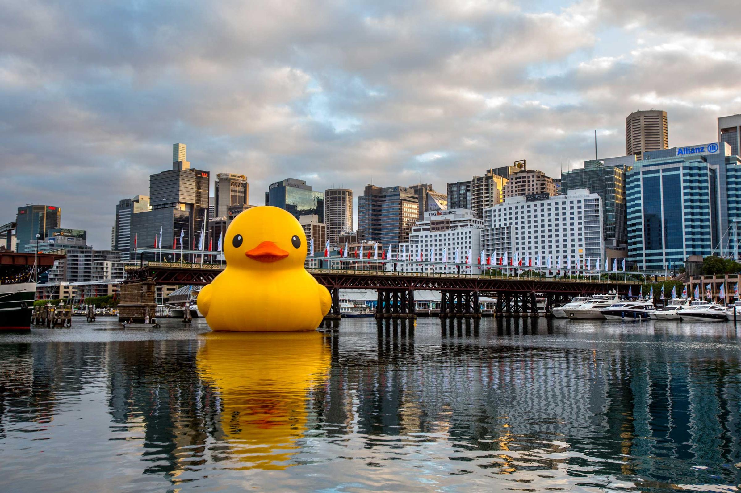 Sydney Festival's giant Rubber Duck installation