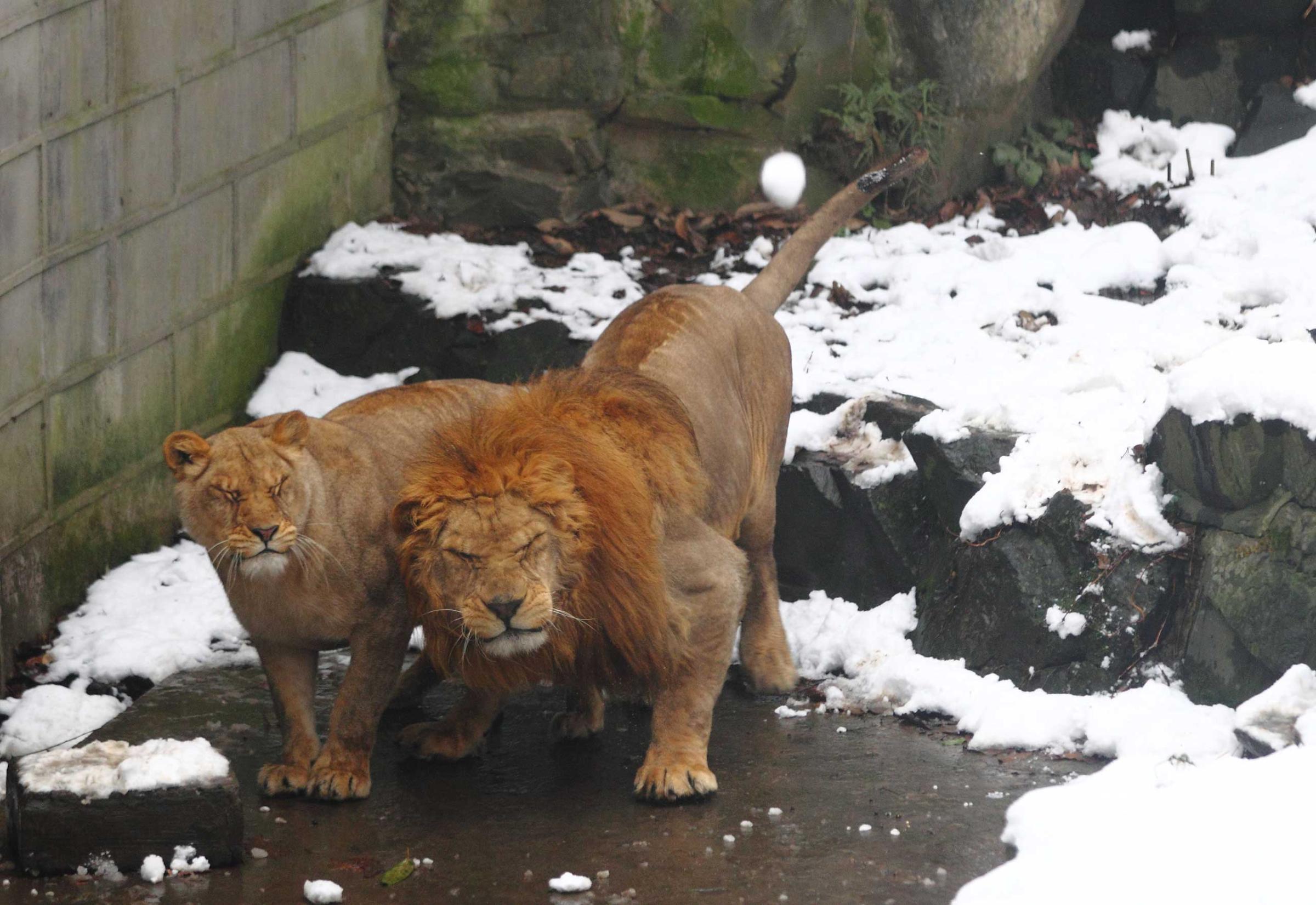 Lions in their enclosure react as tourists throw snowballs at them in the Hangzhou Zoo in Hangzhou, China on Jan. 6, 2013.