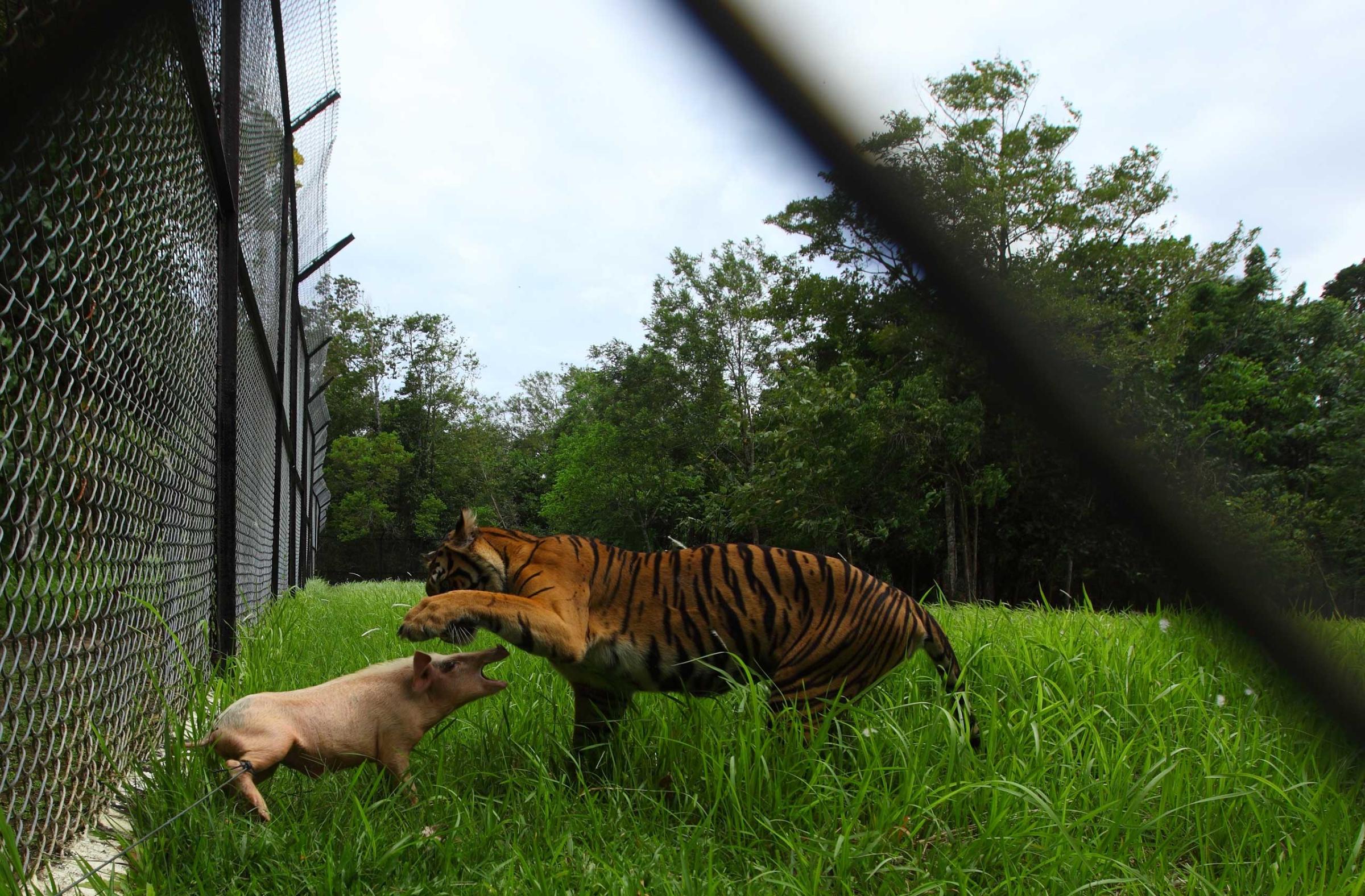 A Sumatran tiger plays with a pig before killing it at the Sumatra Tiger Rescue Centre compound