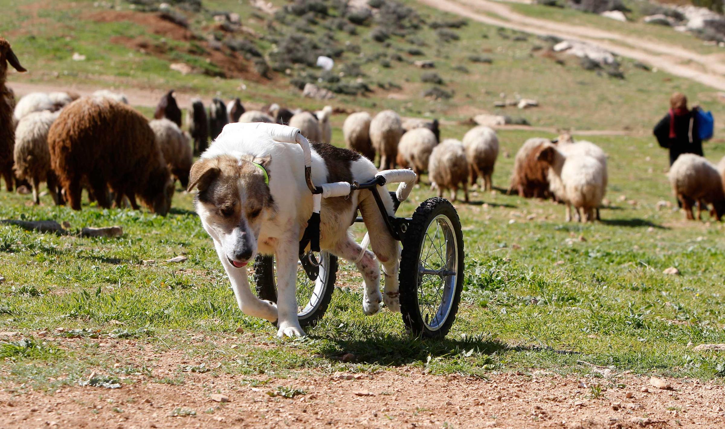 Abayed, a six-year-old herding dog, walks with a specially-made wheeled walking aid outside the Humane Center for Animal Welfare near Amman