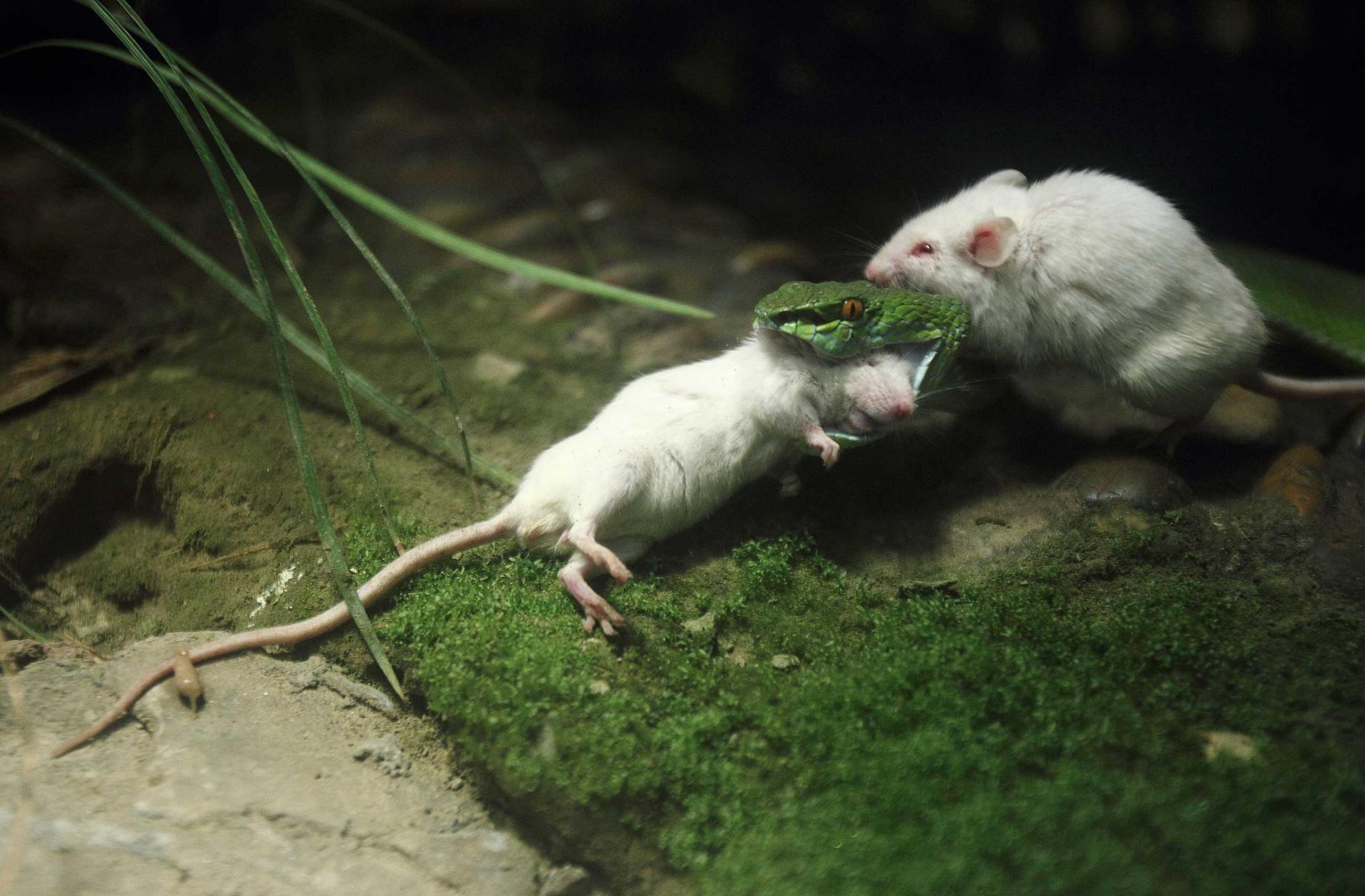 A mouse climbed onto back of a snake as the snake bites another mouse at a zoo in Hangzhou