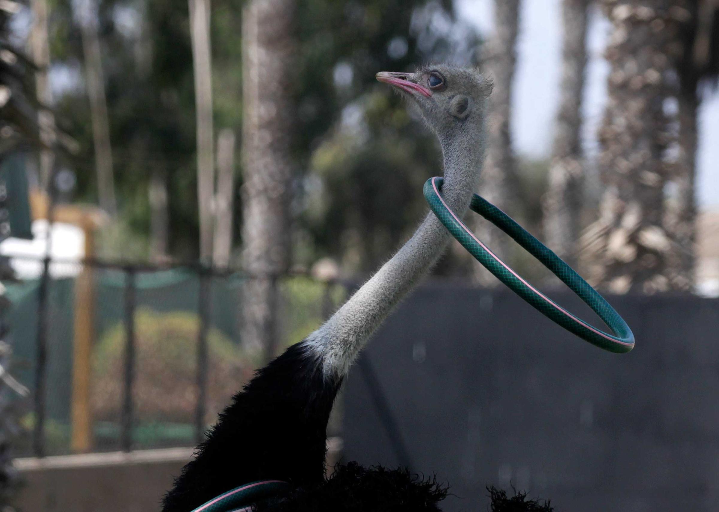 An ostrich catches a ring with its neck during a show, held to mark International Day of Migratory Birds in Lima