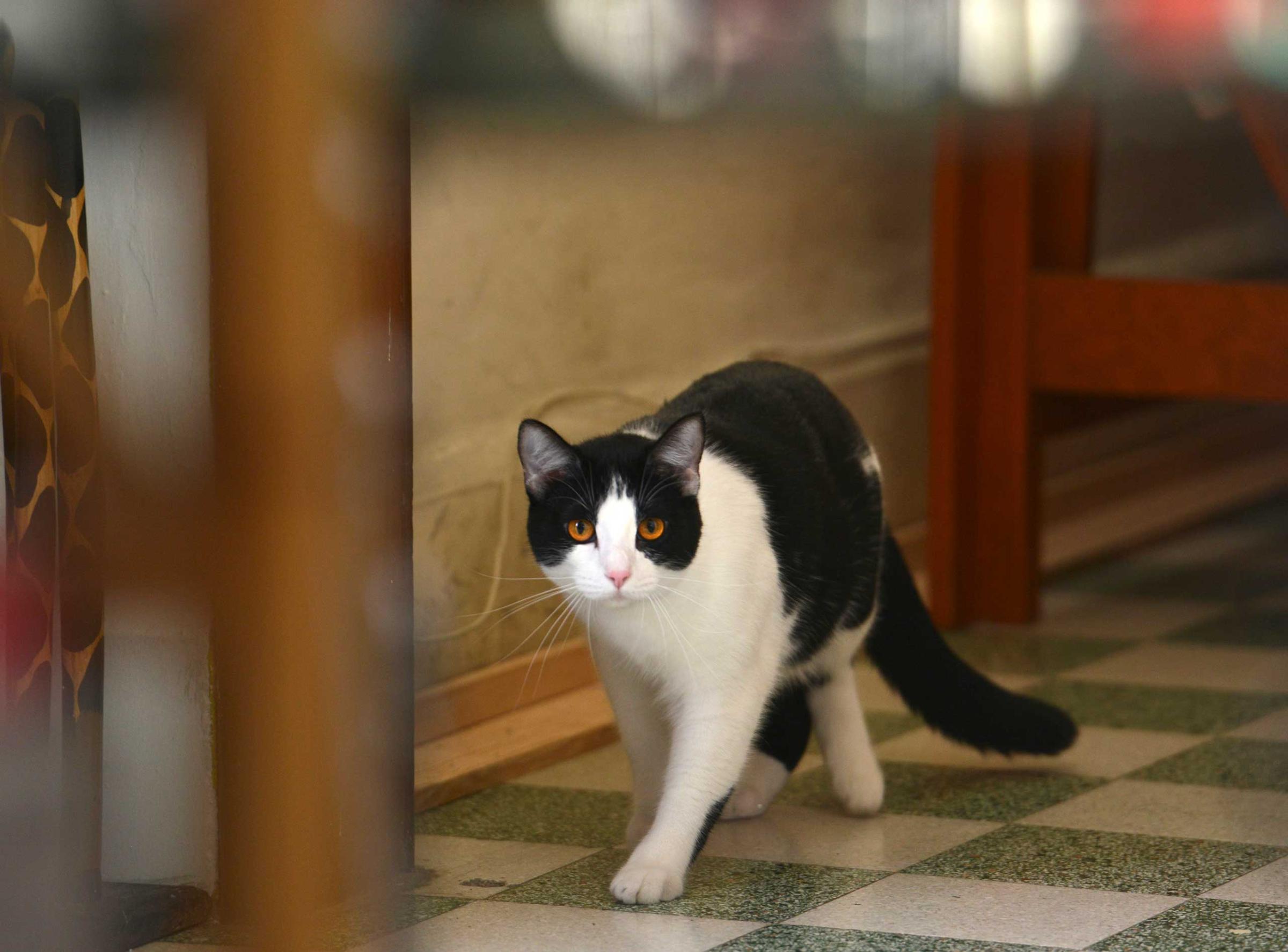 Mayoral candidate Morris the Cat is seen at his home in Xalapa