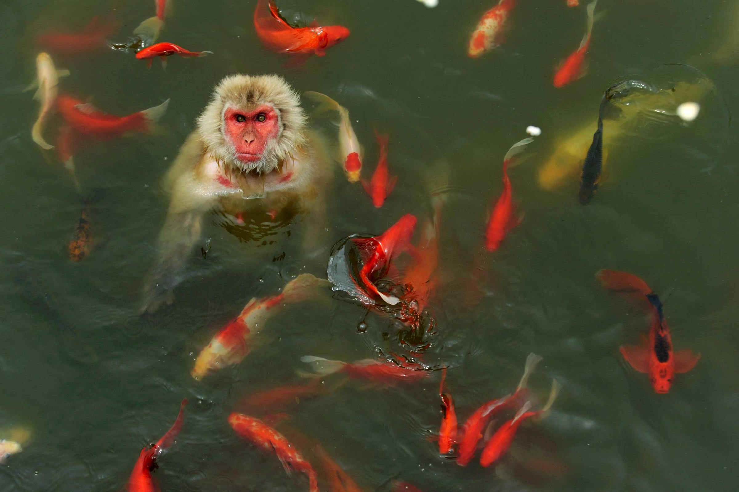 A monkey plays in a pond surrounded by carps at a wildlife park in Hefei, Anhui province