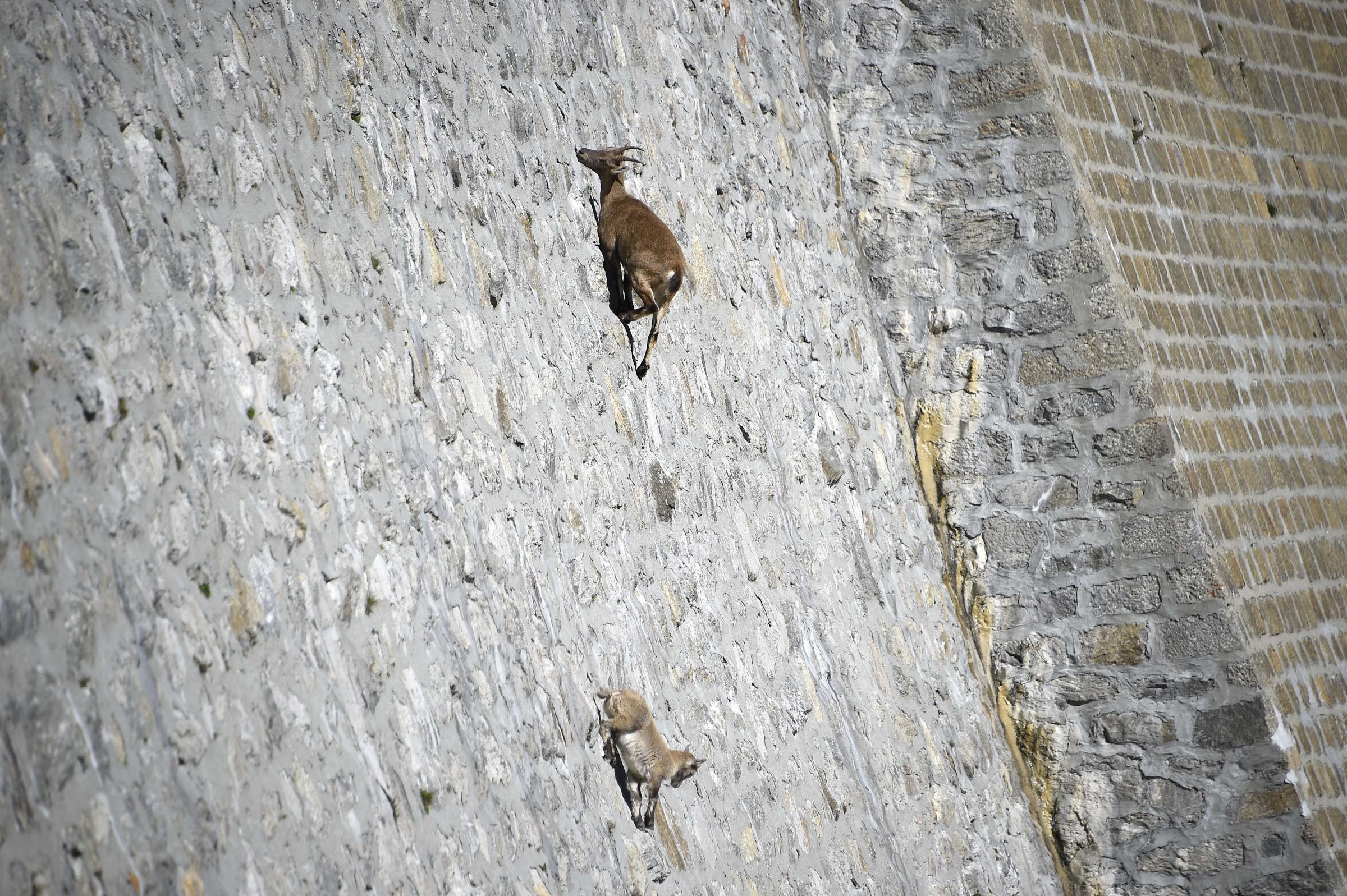 A female Alpine Ibex, a species of wild goat that lives in the mountains of the European Alps, licks stones on a vertical dam (up to 80°) at Cingino Lake on Sept. 22, 2014, near Antrona Piana, Italy.