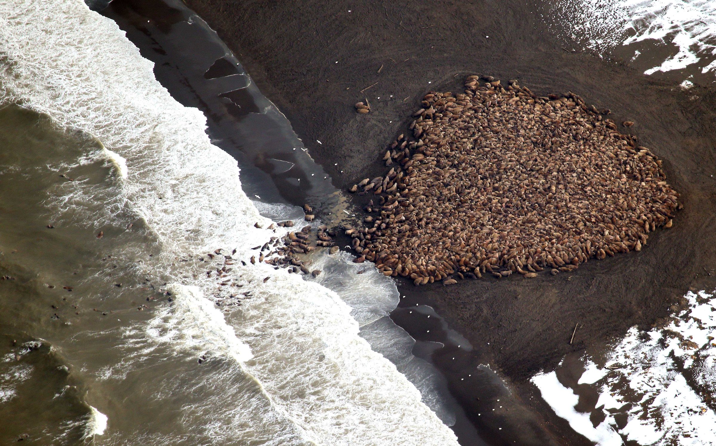 Approximately 1500 walrus gather on the northwest coast of Alaska on Sept. 23, 2014