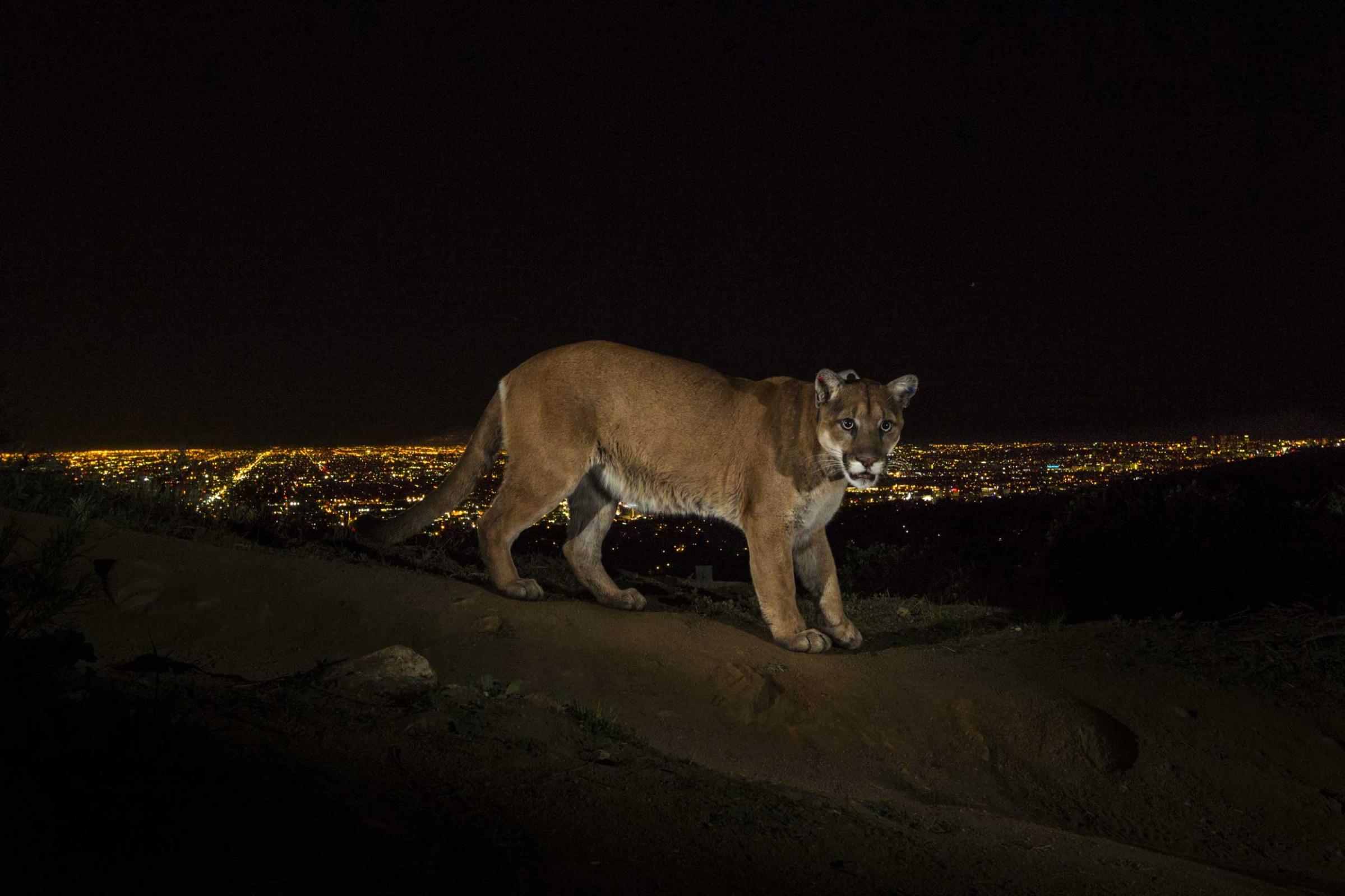 1st Prize Nature Stories. 02 March 2013, Los Angeles, USA. A cougar walking a trail in Los Angeles’ Griffith Park is captured by a camera trap. To reach the park, which has been the cougar’s home for the last two years it had to cross two of the busiest highways in the US.