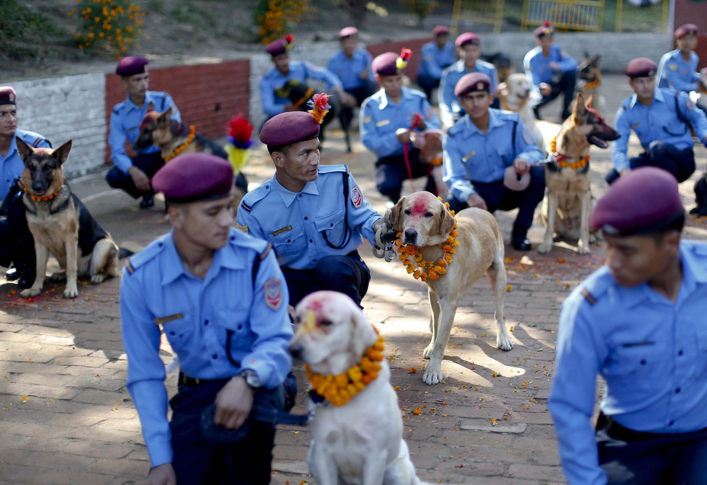Nepalese police officers kneel next to dogs with colored powder on their heads at Nepal's Central Police Dog Training School as part of the Diwali festival, also known as Tihar Festival, in Kathmandu, Nepal on Oct. 22, 2014.