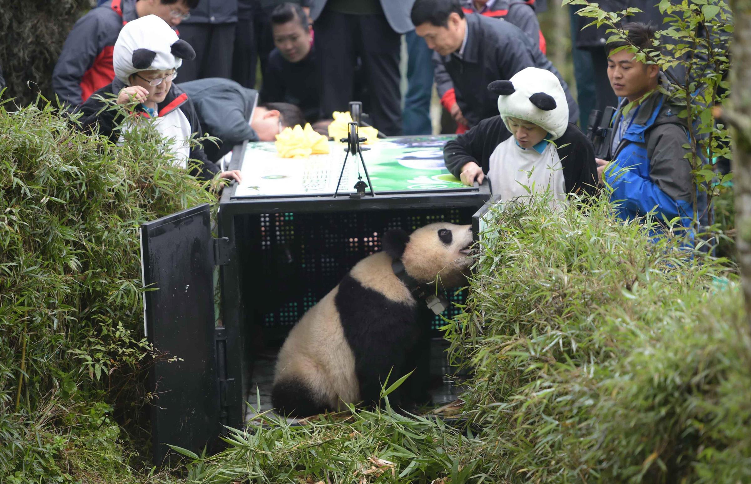 Shimian, China's Sichuan Province. 14th Oct, 2014. Giant panda Xue Xue is released into the wild at the Liziping Natural Reserve in Shimian, southwest China's Sichuan Province, Oct. 14, 2014. After two years' training in habitat selection, foraging, and a