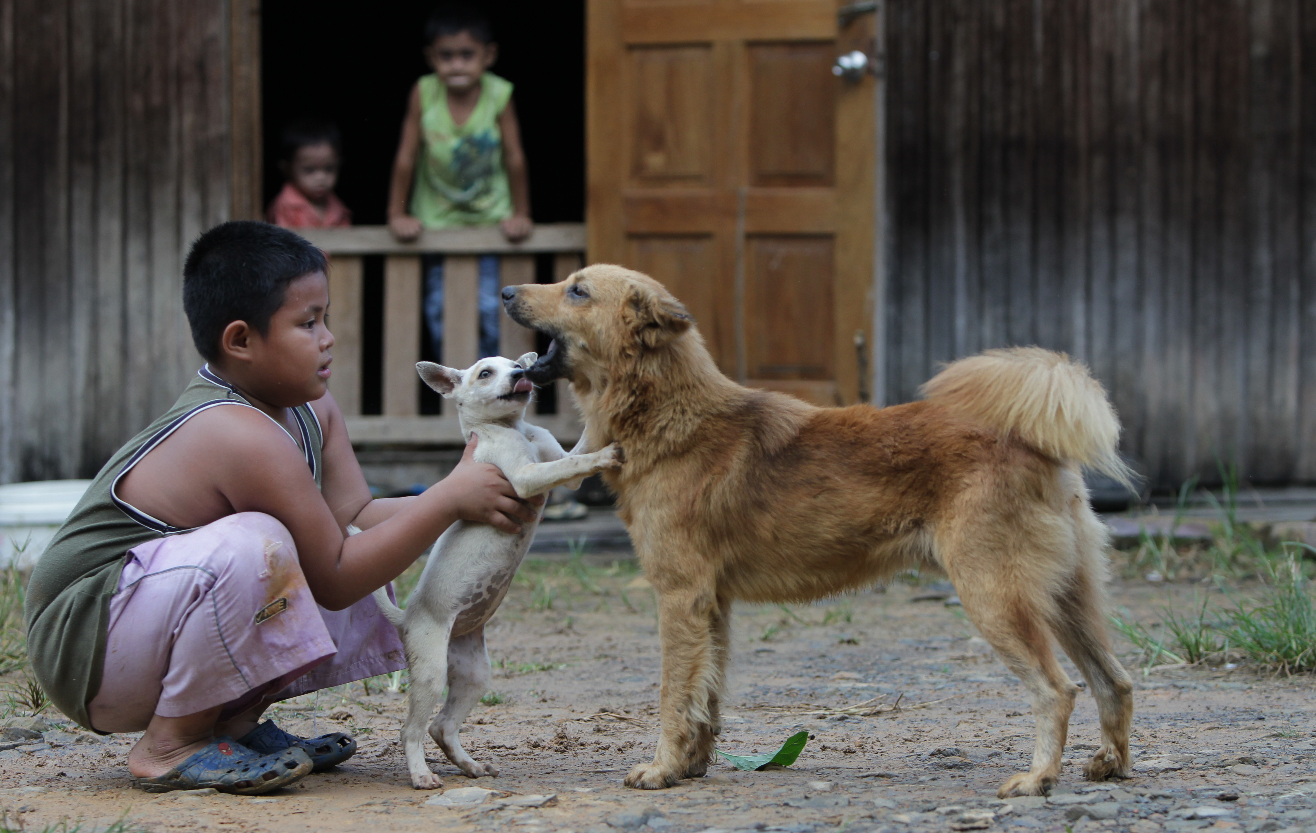 Dogs: Death Threats for Malaysian Man Who Organized Dog-Petting Event | Time